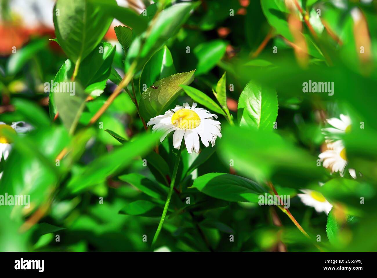 fiore camomilla nei cespugli in giardino, in estate Foto Stock