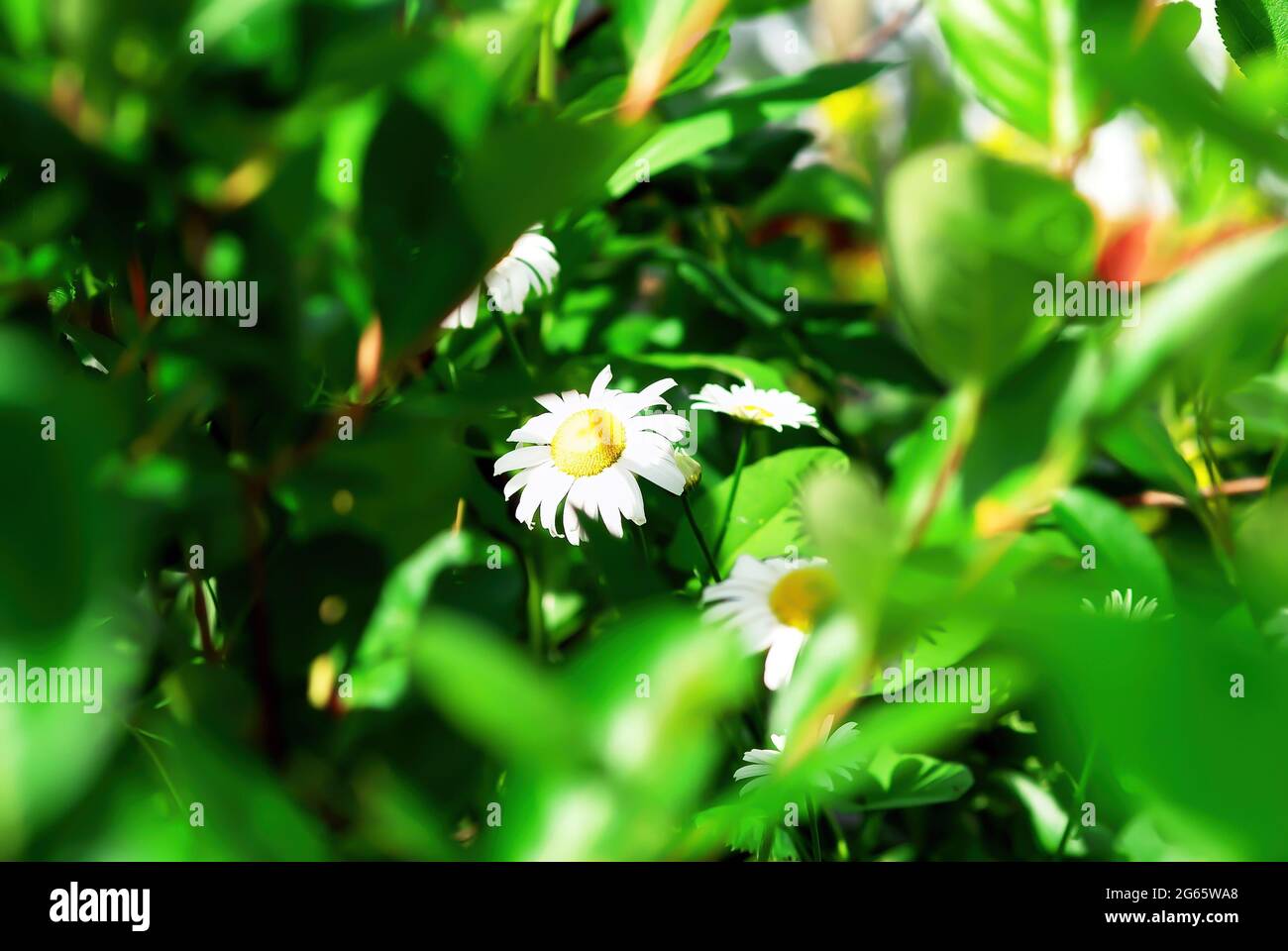 fiore camomilla nei cespugli in giardino, in estate Foto Stock