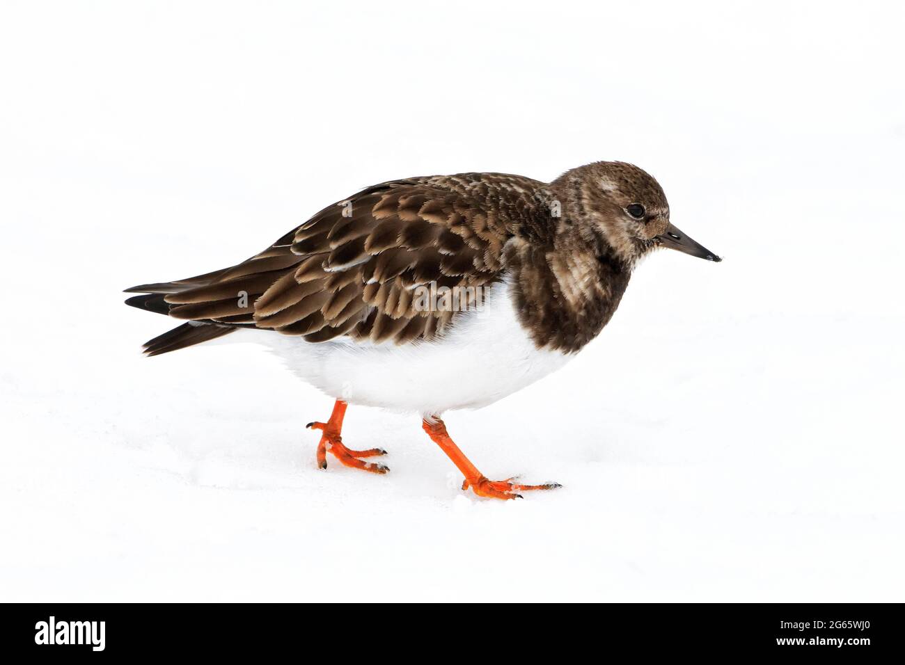 Turnstone, Voltapietre, Arenaria interpres, un unico piumaggio invernale bird passeggiate sulla neve, Norfolk, Febbraio Foto Stock