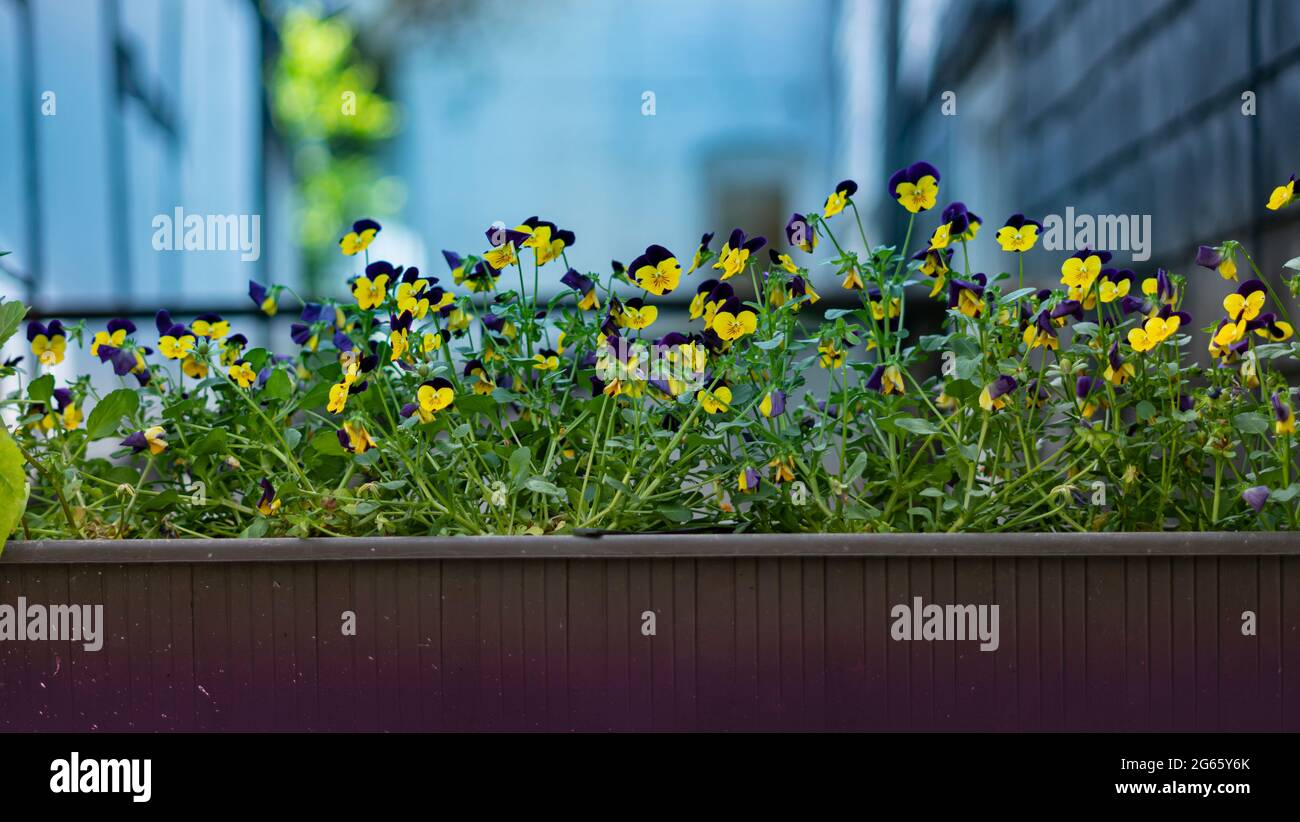 Giardino Fence con rose 2021 Foto Stock