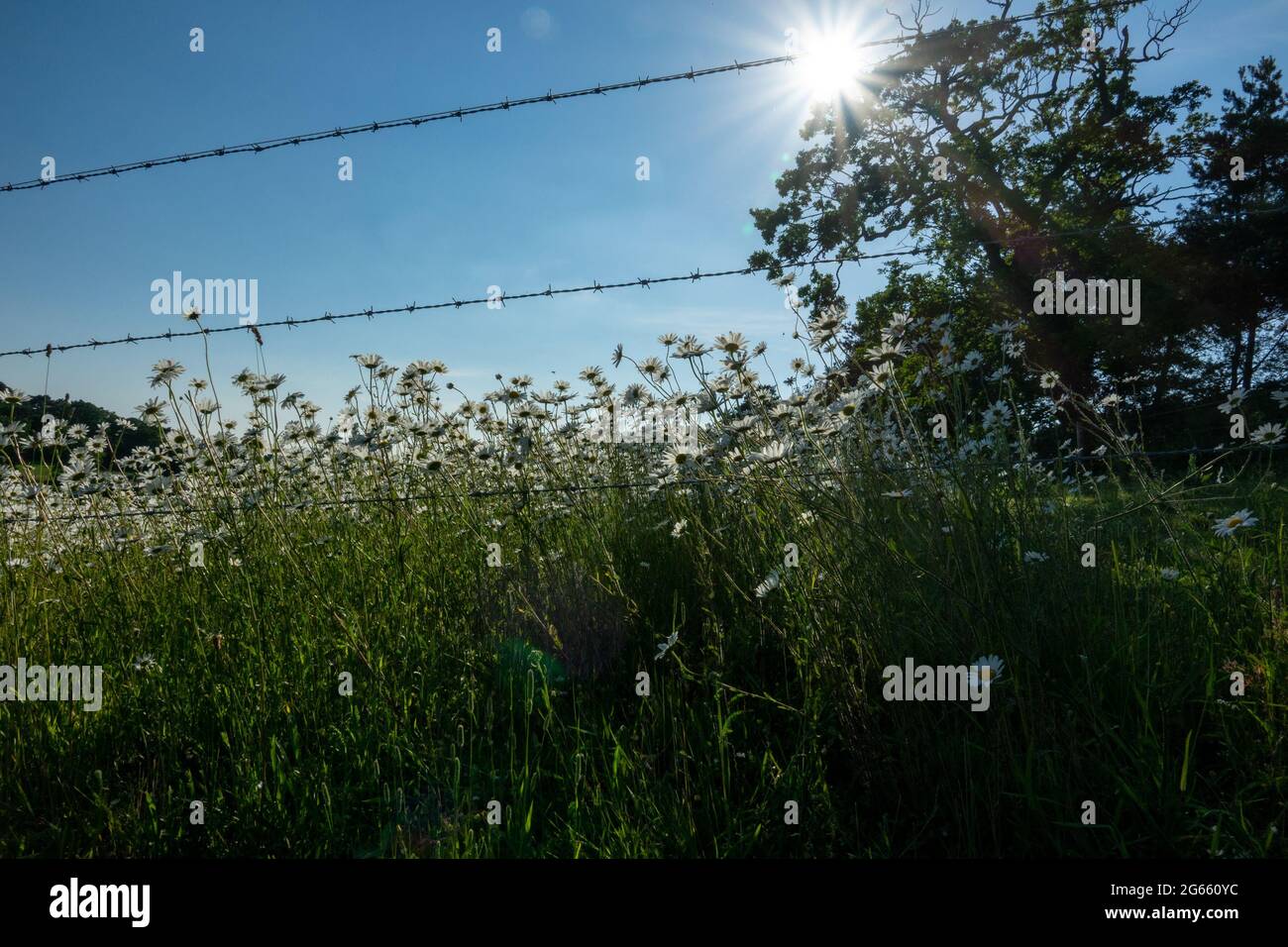 Oxeye daisy, Leucanthemum vulgare Foto Stock