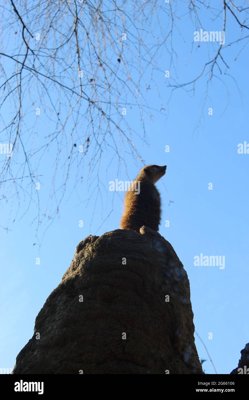 Un uccello seduto sulla cima di una collina Foto Stock