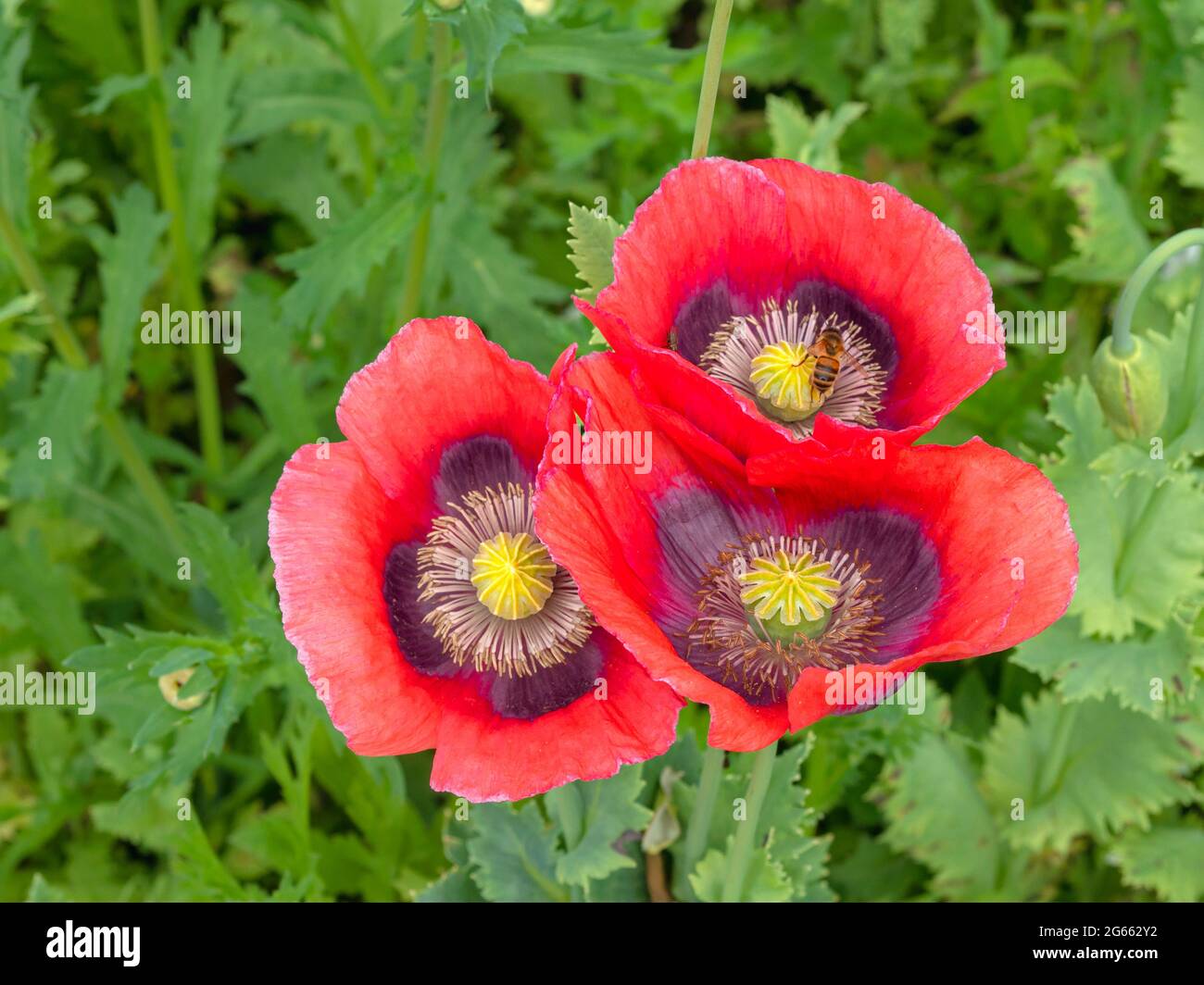 Tre fiori di papavero rossi visti dall'alto Foto Stock