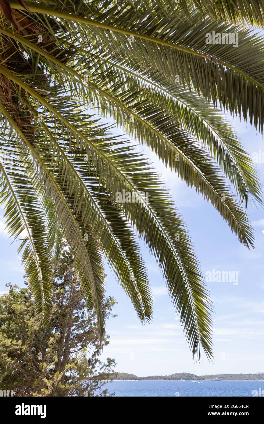 Belle foglie di palma contro il cielo blu, sparato dal basso Foto Stock