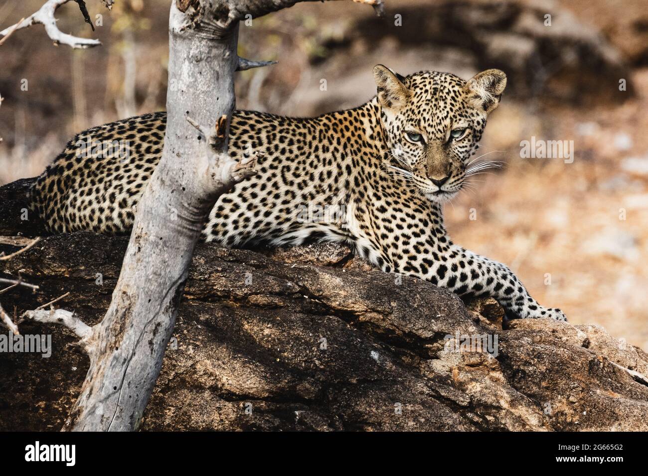 Leopardo riposante su una roccia - Samburu National Reserve, Kenya Foto Stock