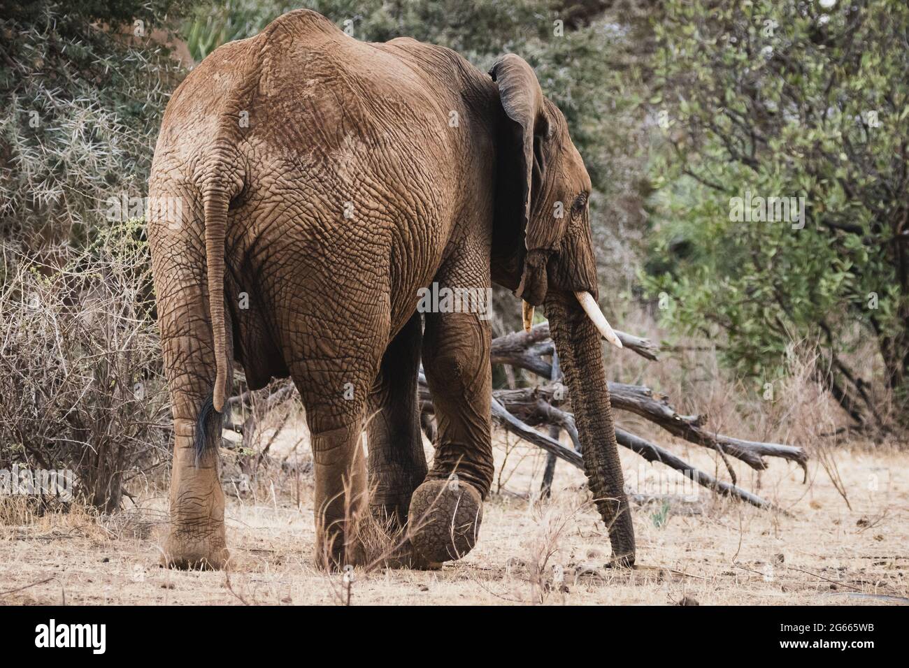 Animali selvatici - giovane elefante maschile nella Riserva Nazionale di Samburu, Kenya del Nord Foto Stock
