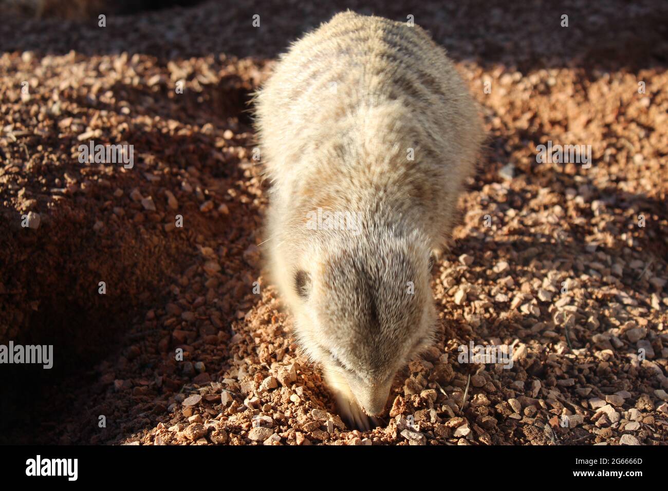 Un primo piano di un orso polare che si trova sulla cima di un campo di sterrato Foto Stock
