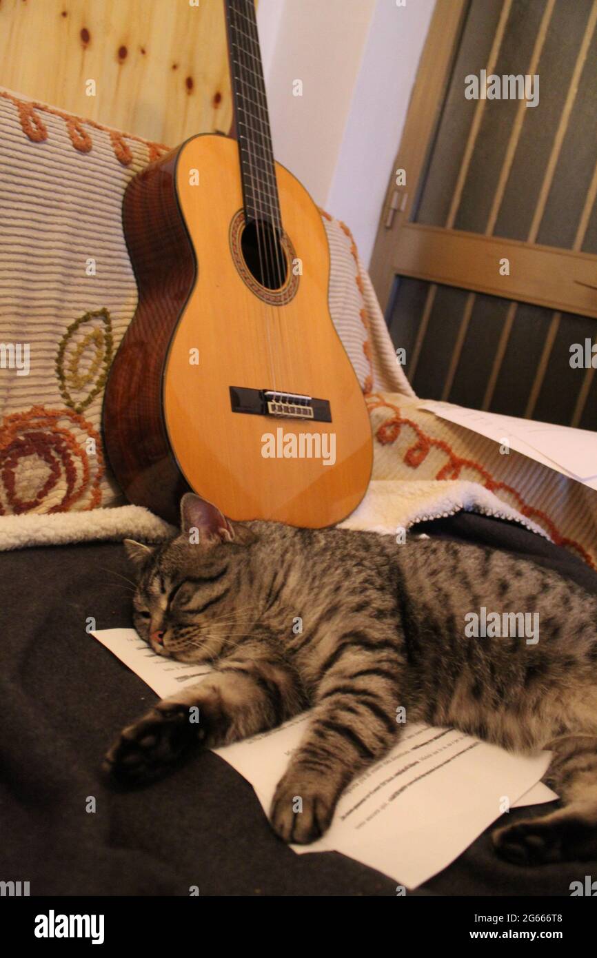 Un gatto sdraiato su una chitarra Foto Stock
