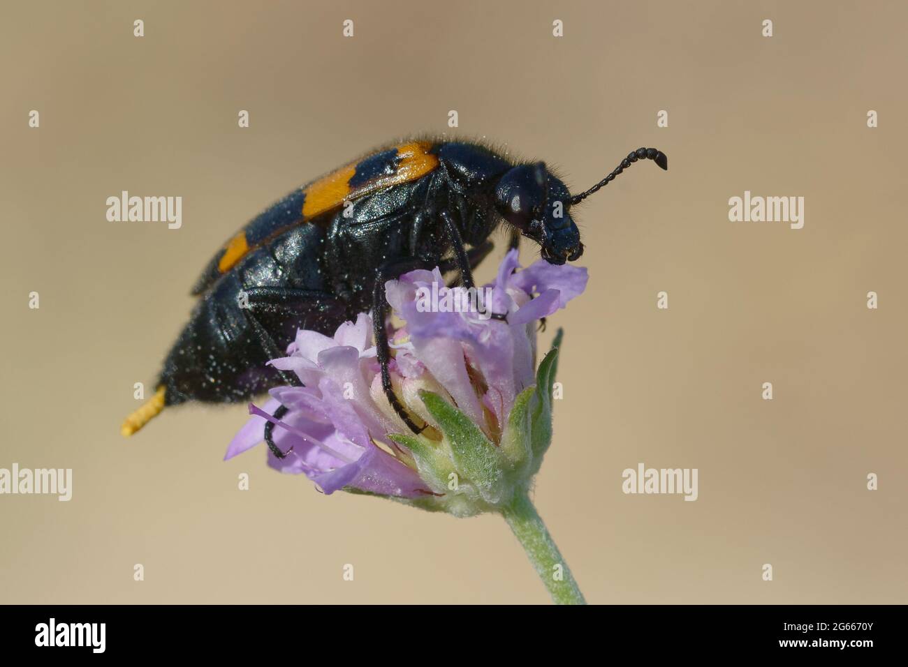 Beetle blister (Mylabris variabilis) su un fiore Foto Stock