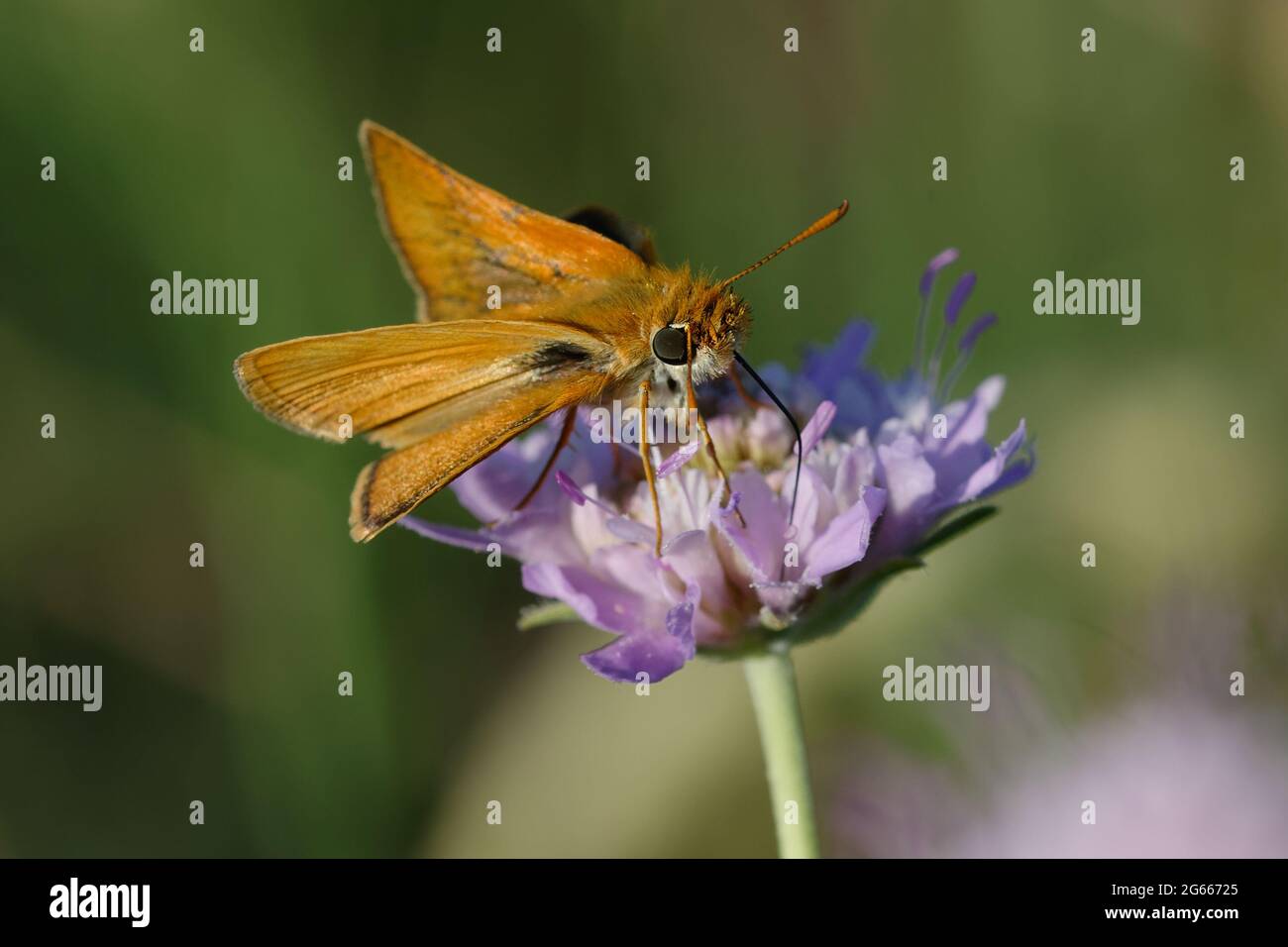 Skipper piccolo (Thymelicus sylvestris) su un fiore Foto Stock