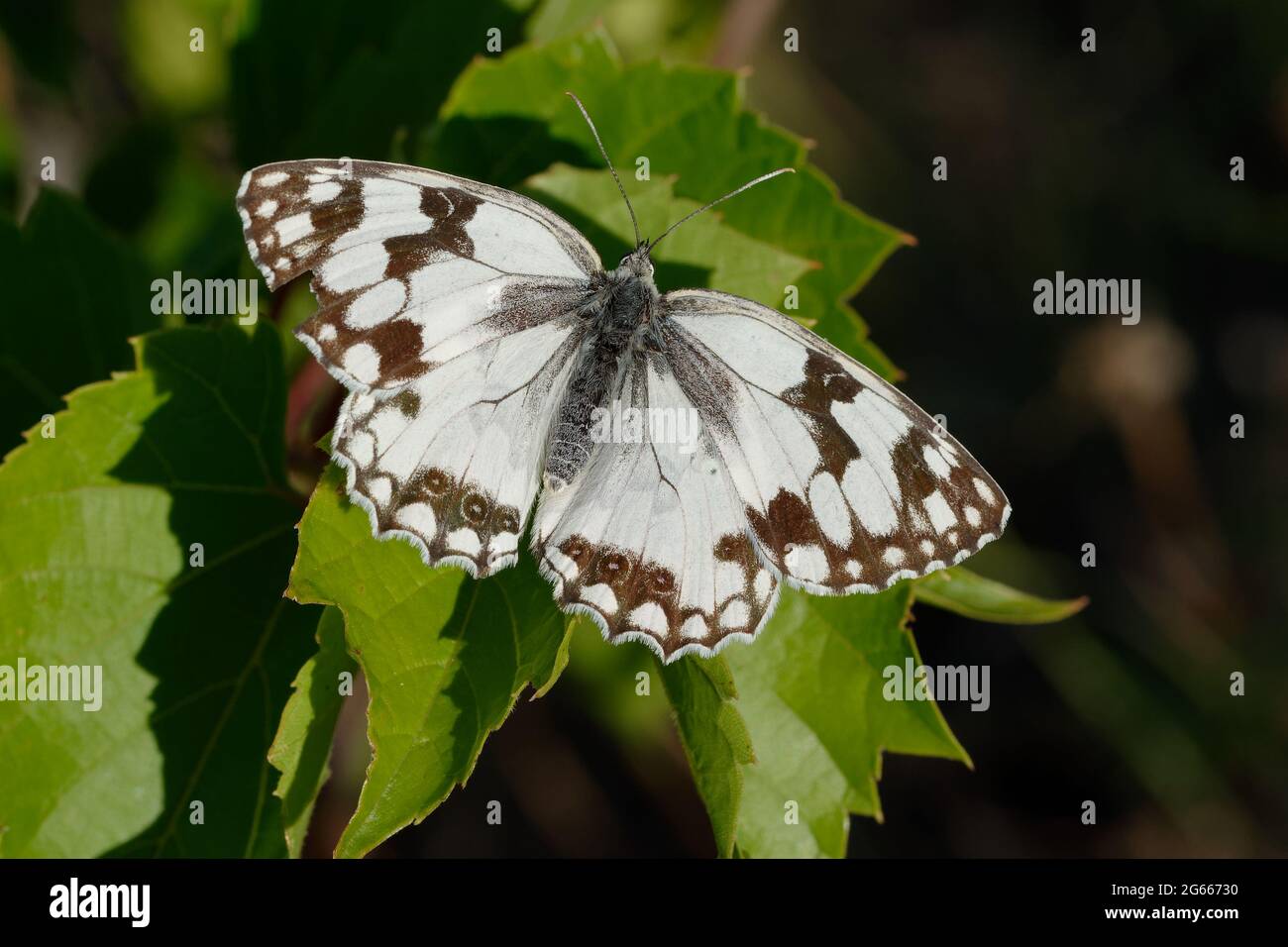 Bianco marmoreo iberico (Melanargia lachesis) su una foglia Foto Stock