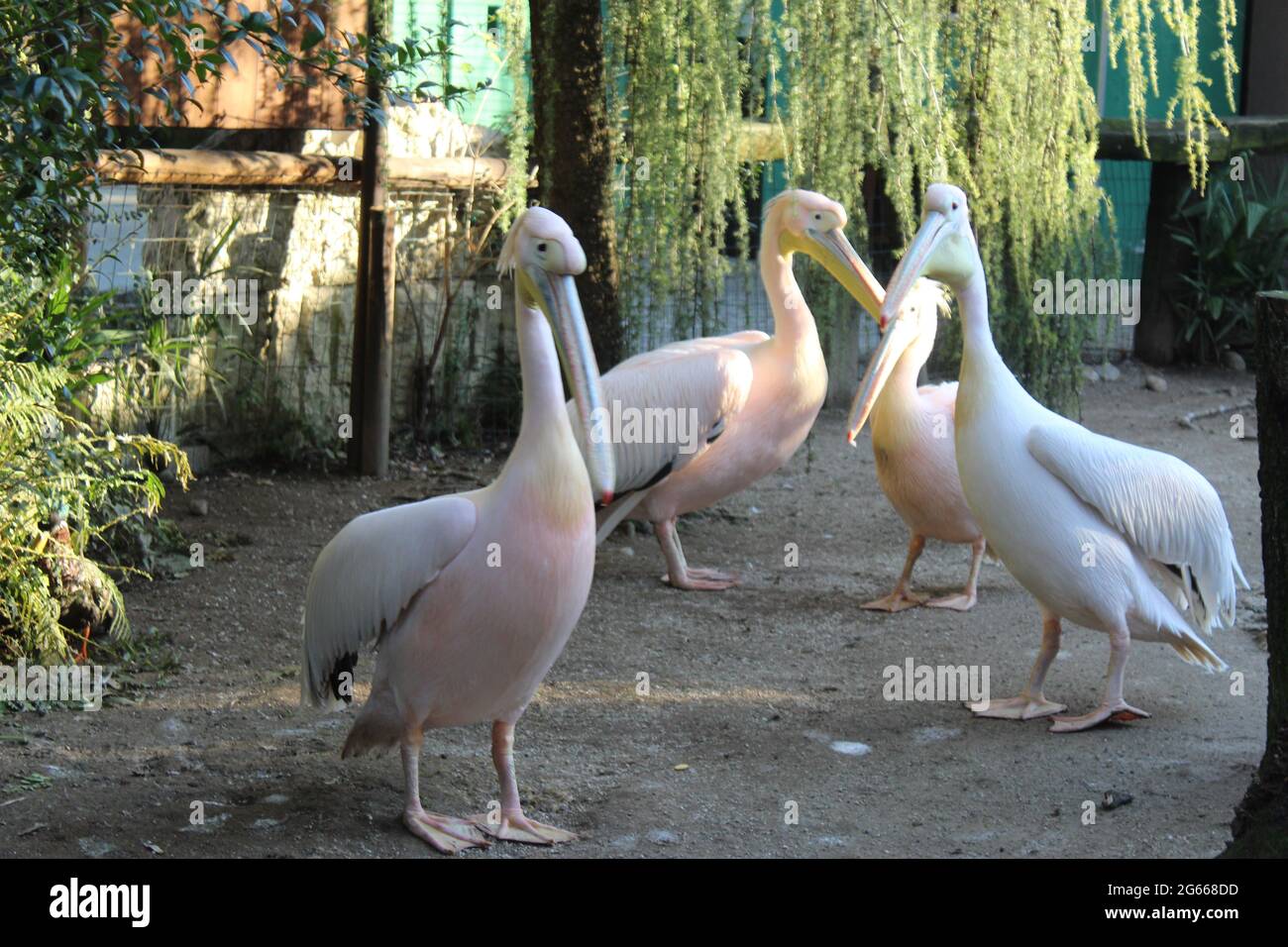 Un uccello che sta in piedi nella sporcizia Foto Stock