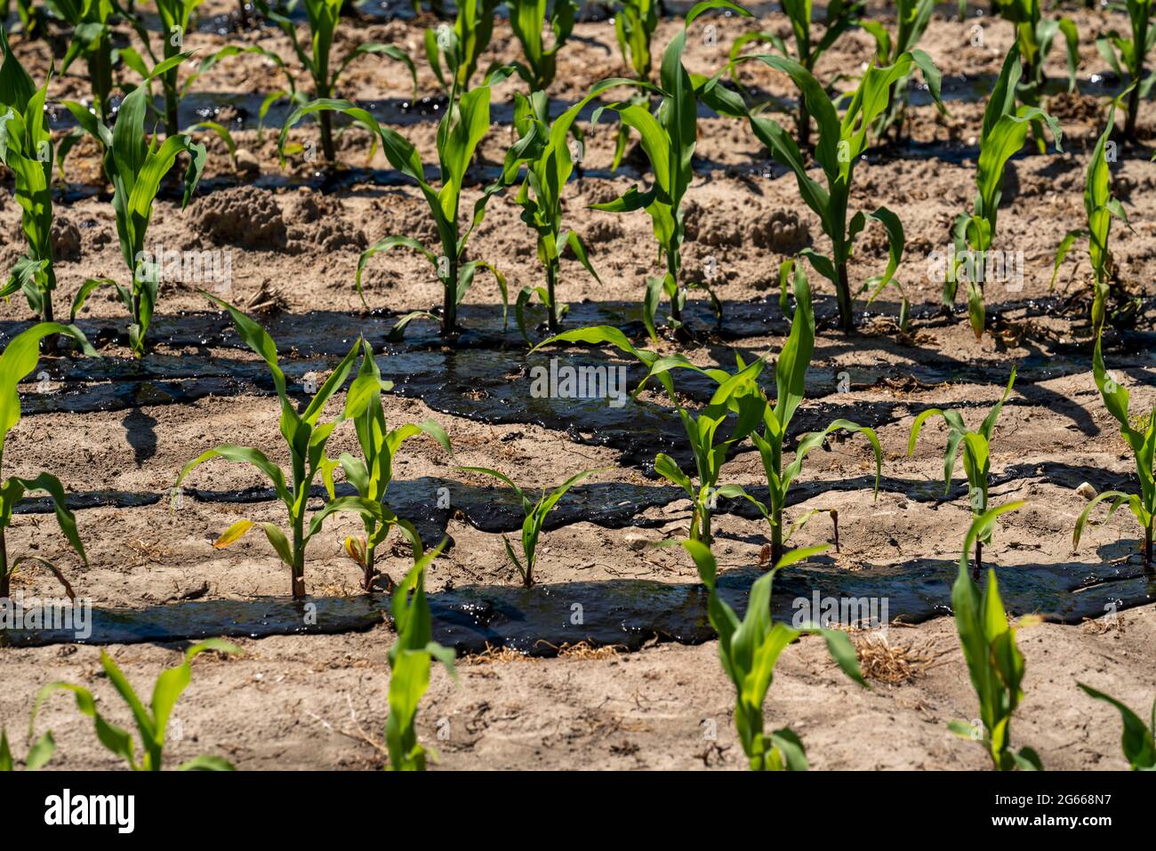 Un campo di mais, con piante giovani, è fertilizzato con concime, vicino a Geldern, NRW, Germania, Foto Stock