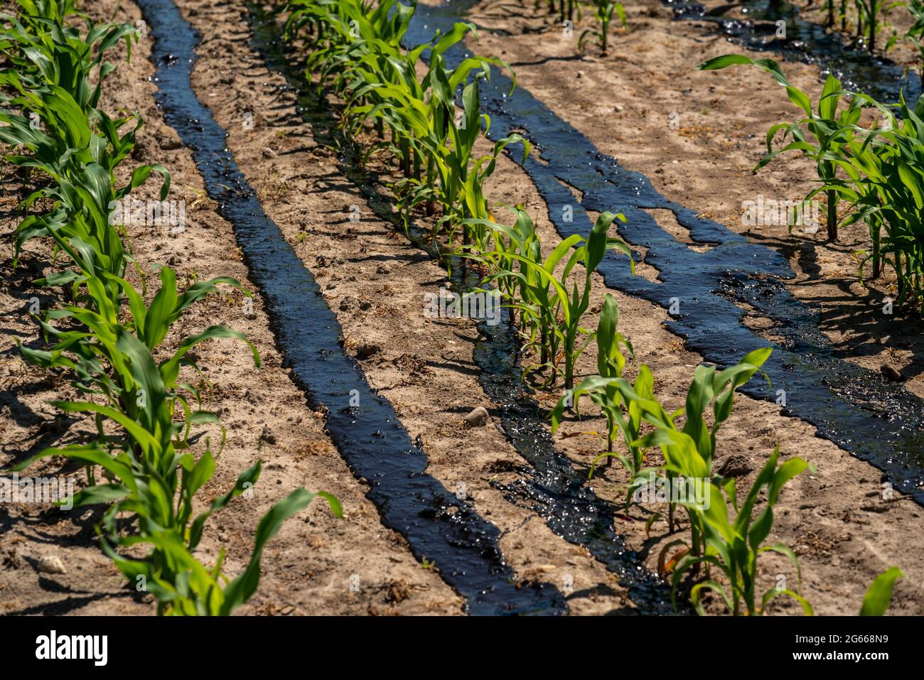 Un campo di mais, con piante giovani, è fertilizzato con concime, vicino a Geldern, NRW, Germania, Foto Stock