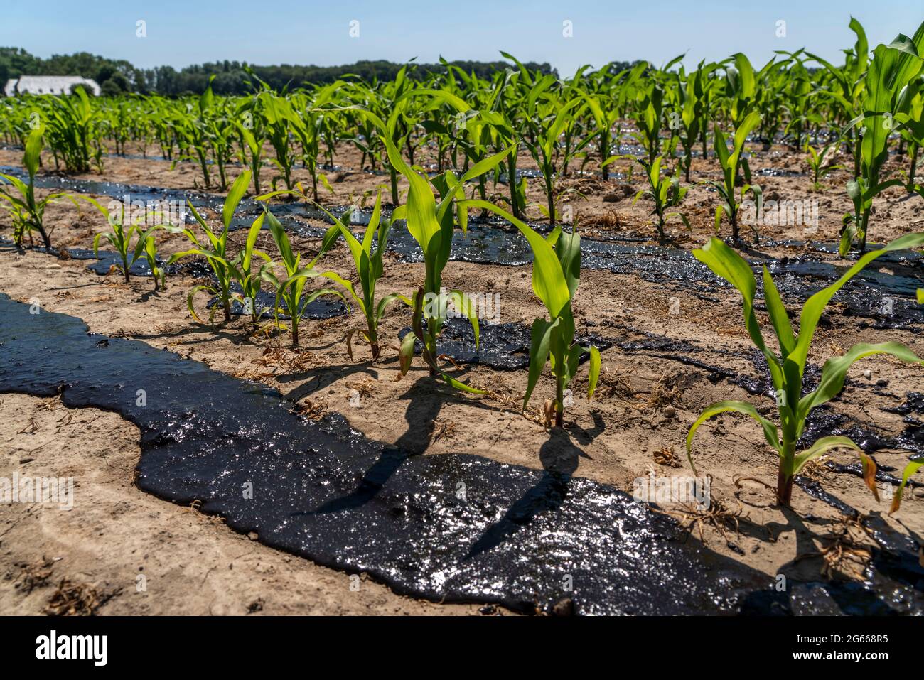Un campo di mais, con piante giovani, è fertilizzato con concime, vicino a Geldern, NRW, Germania, Foto Stock