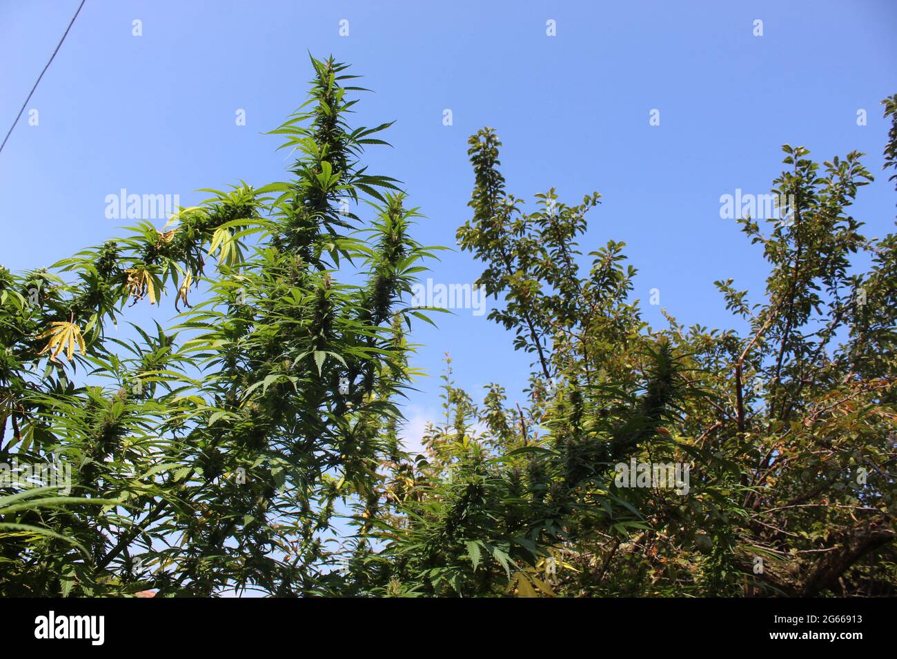 Un albero in una foresta Foto Stock