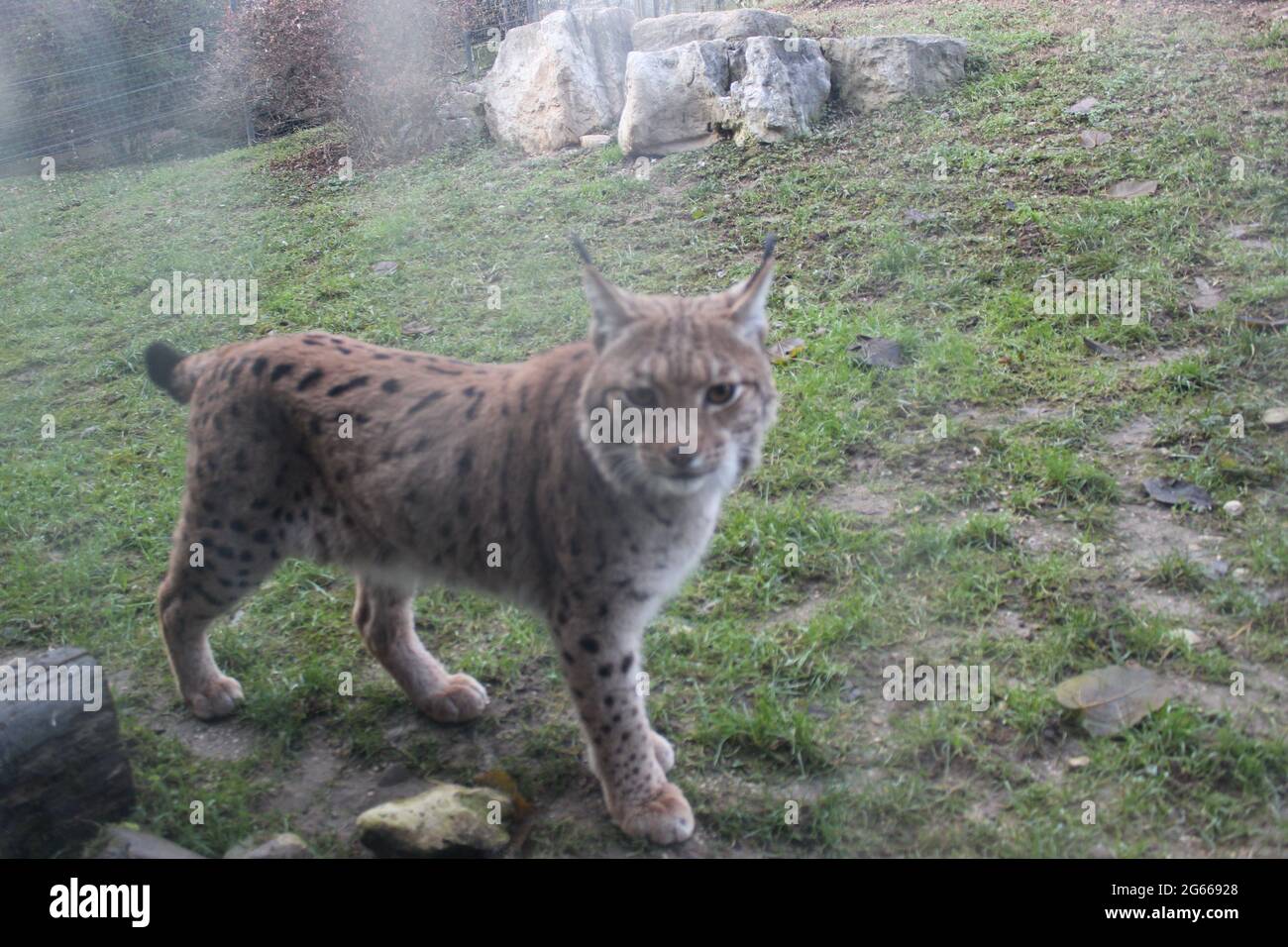 Un gatto che è in piedi in erba Foto Stock