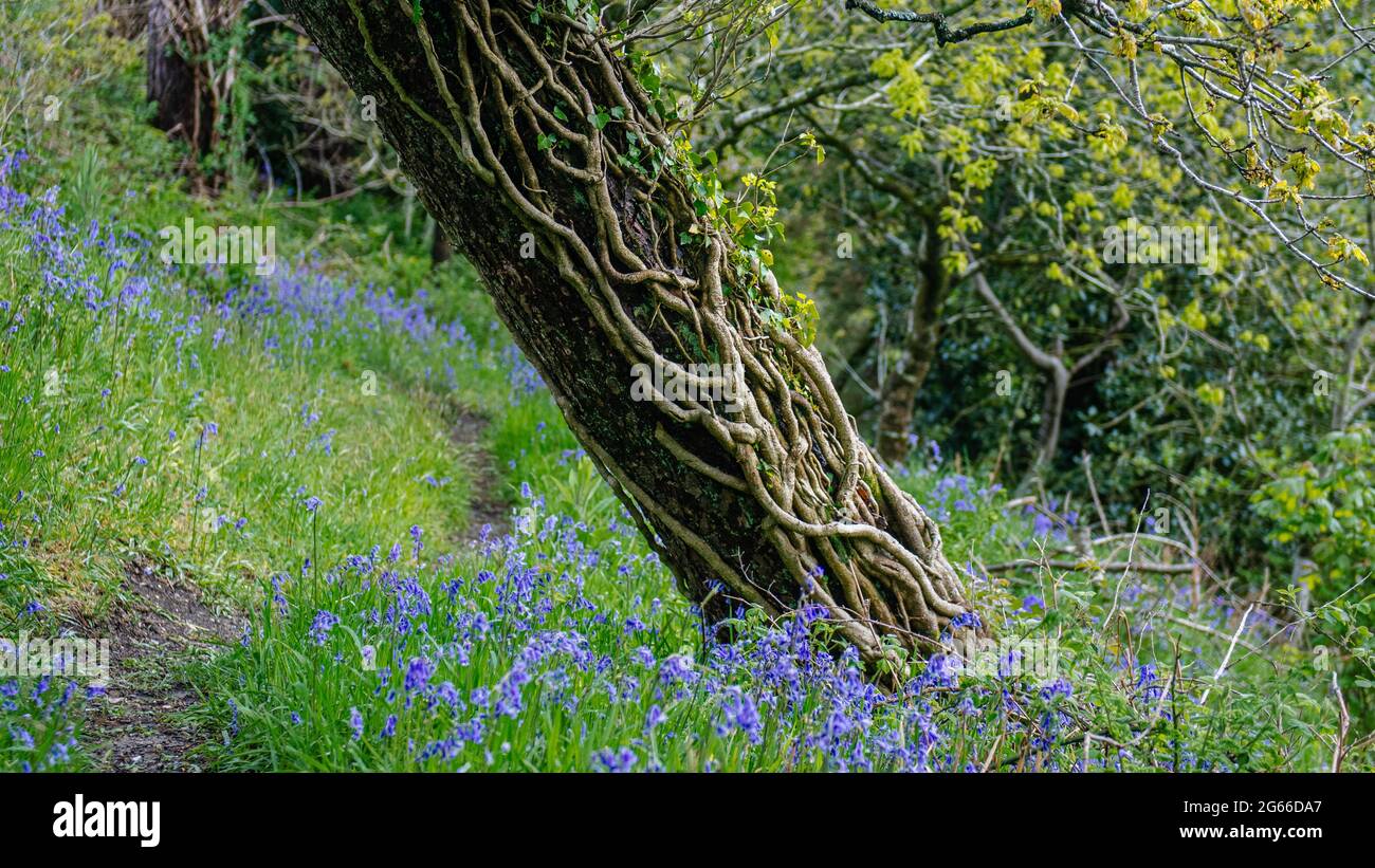 Bluebells moquette il pavimento di bosco in Hooke Park, Dorset Foto Stock