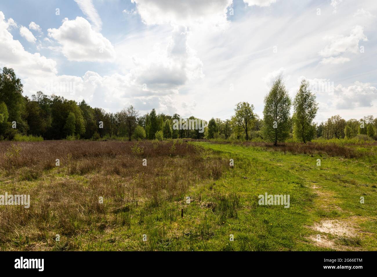 Zona torba De Peel brughiera, campagna olandese nei Paesi Bassi durante la primavera con bella erba verde, erica, alberi e verde in una giornata nuvolosa Foto Stock