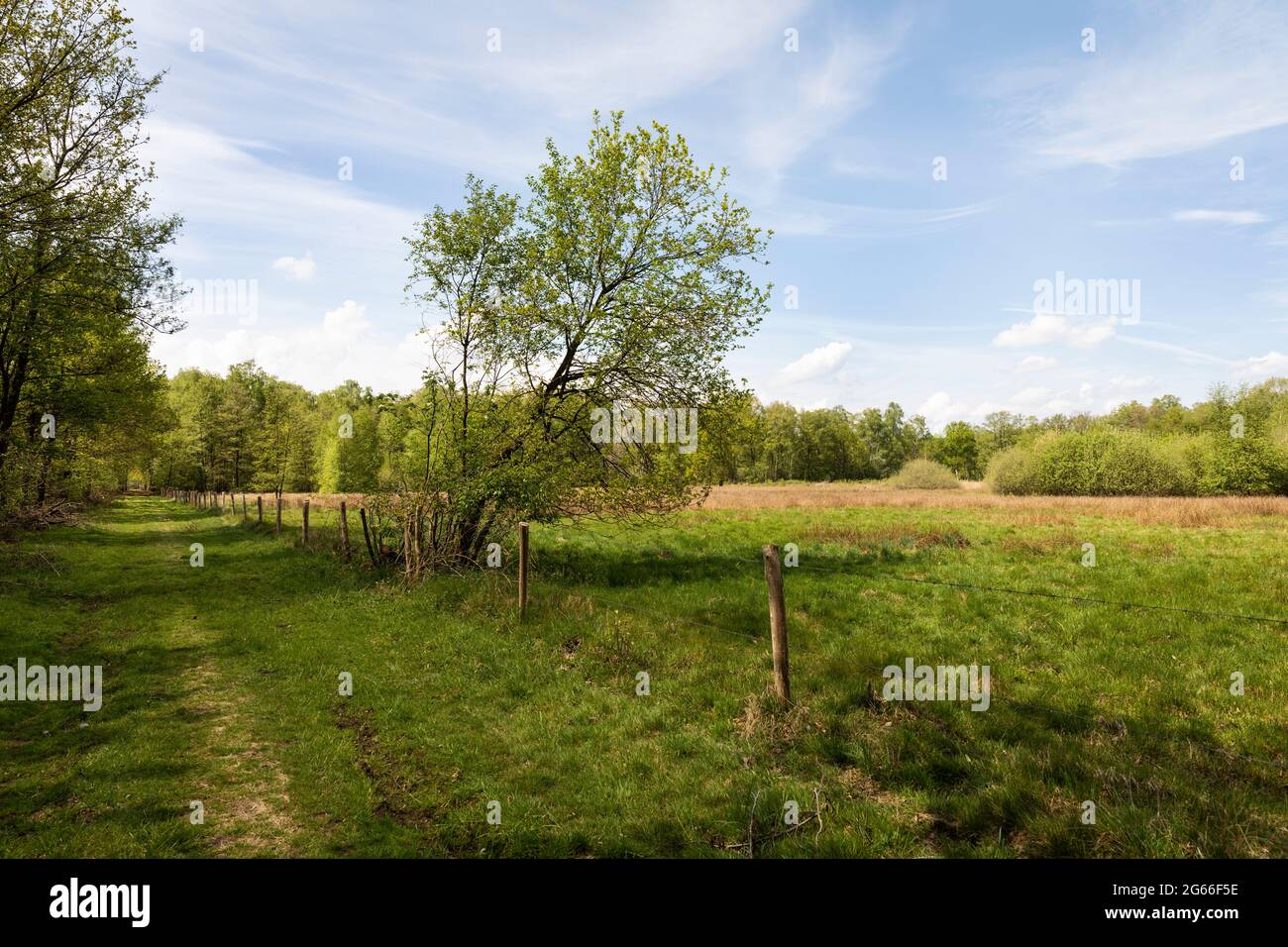 Zona di torba De Peel, campagna olandese nei Paesi Bassi durante la primavera con splendidi alberi, erba verde e erica in una giornata nuvolosa ma soleggiata e un bl Foto Stock