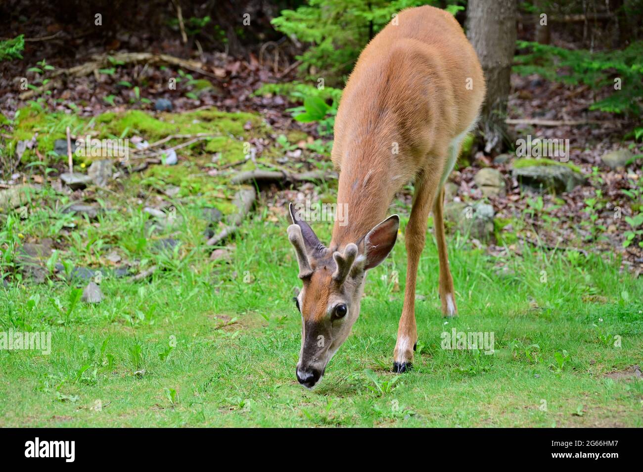 Giovane capriolo dalla coda bianca nel selvaggio. Un primo piano di un giovane cervo che guarda la fotocamera. Mammiferi selvatici del Nord America. Foto Stock