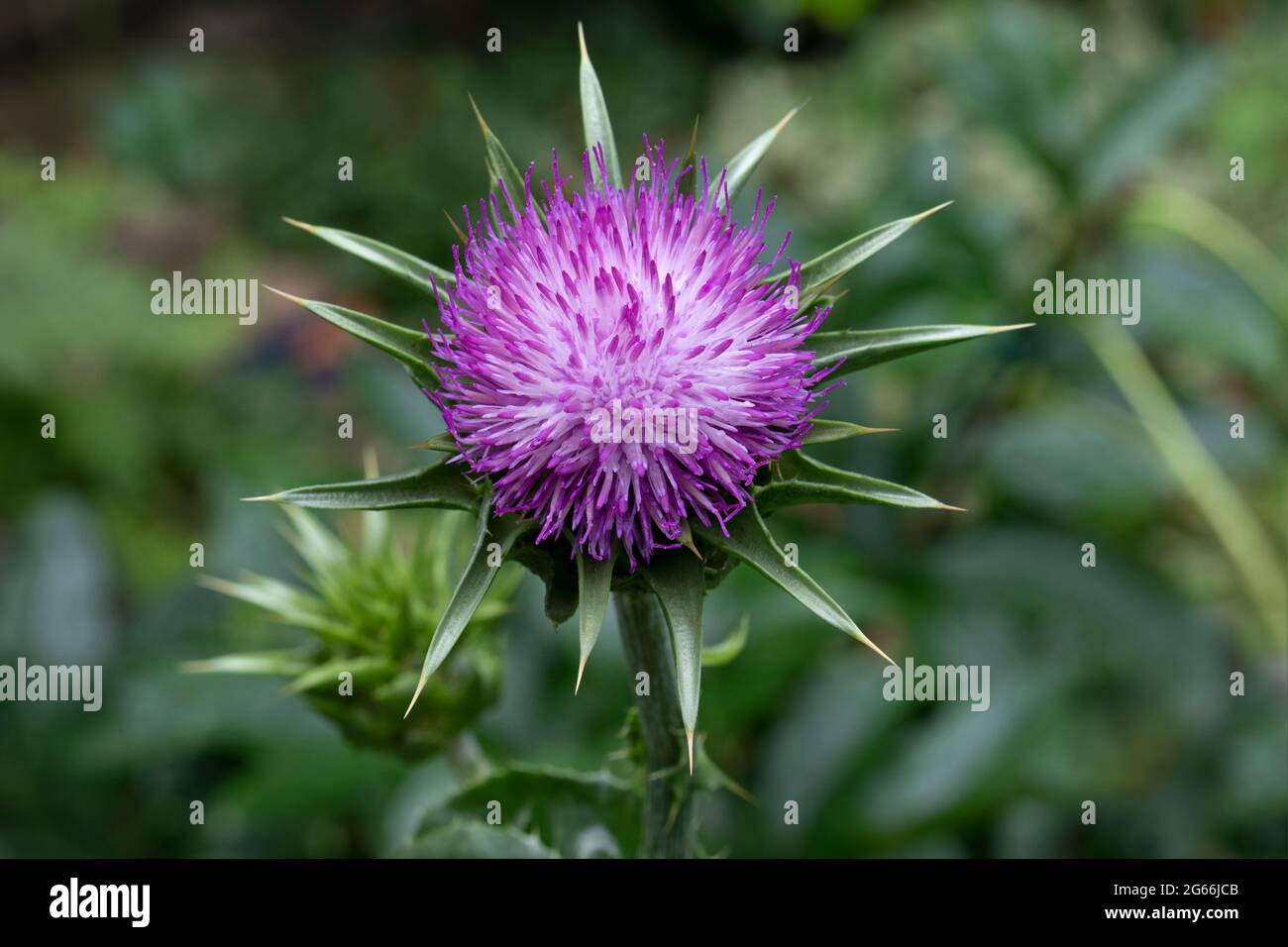 Tutto il latte fresco fiore di thistle ravvicinato all'aperto Foto Stock