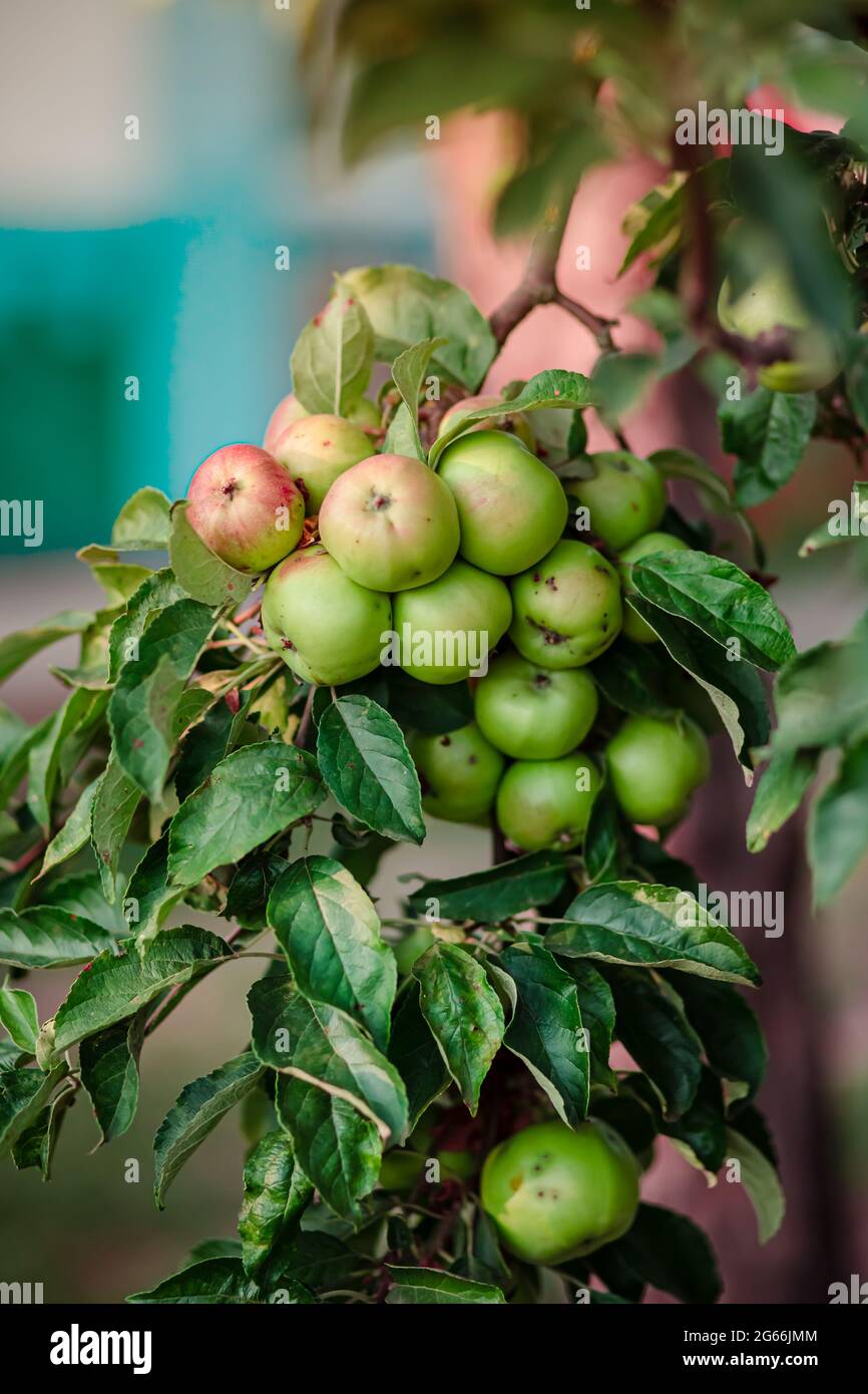 Giovani mele su un albero nel giardino. Crescente frutta organica dell'azienda. Tradizionale coltivazione agricola contro moderno alberi da frutto la coltivazione. Foto Stock