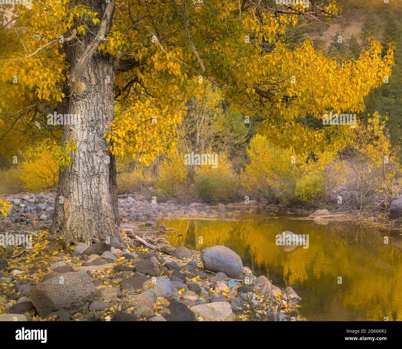 Creek in California, vicino all'autostrada 4 sul lato orientale del Sierras, giù dal passo di Ebbetts sul lato orientale, con il riflesso della culla gialla Foto Stock