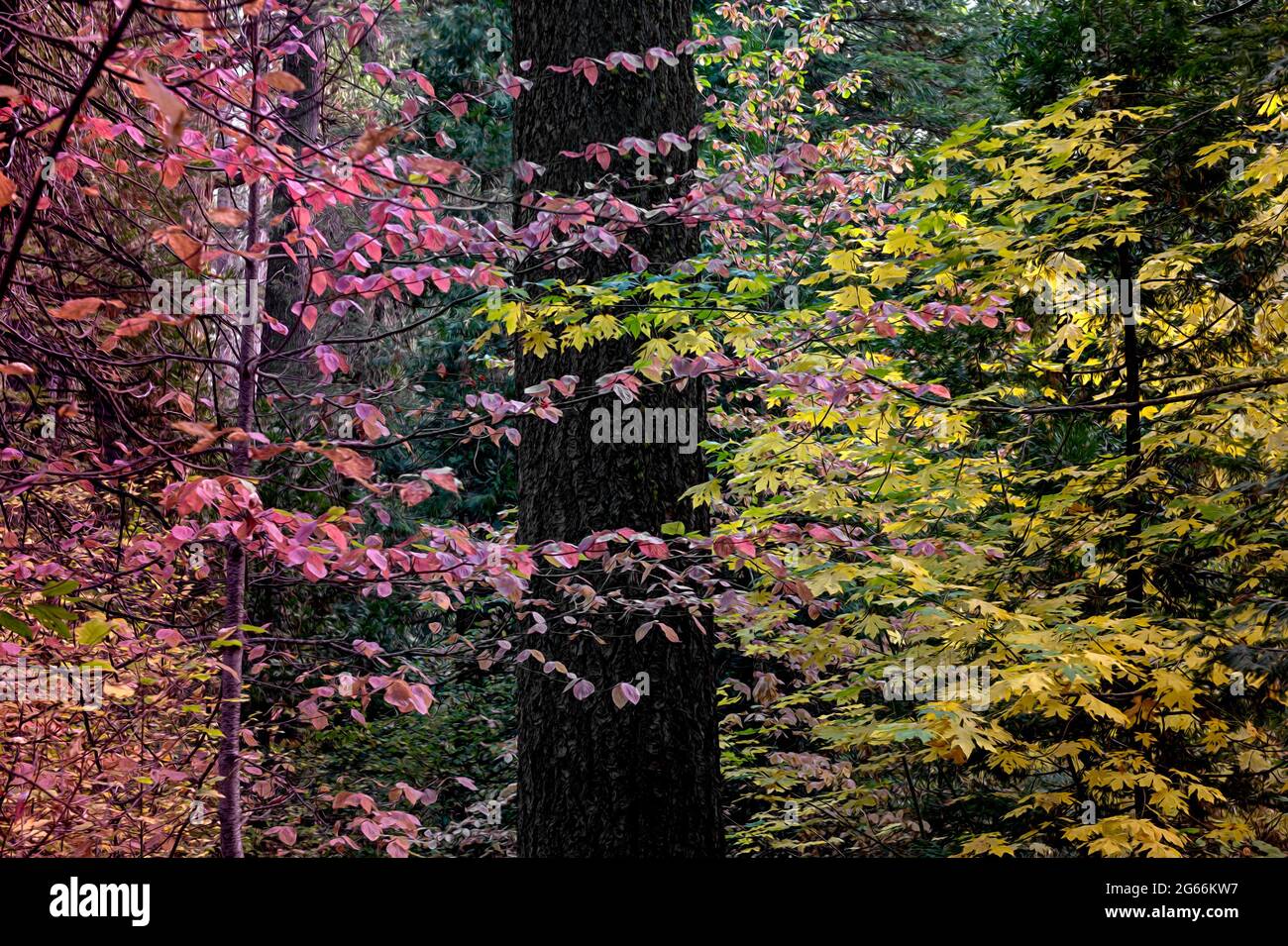 Colori autunnali al South Grove Trail del Calaveras Big Trees state Park, California, USA, con dogwood e foglie di sicomoro contro un tr conifero Foto Stock
