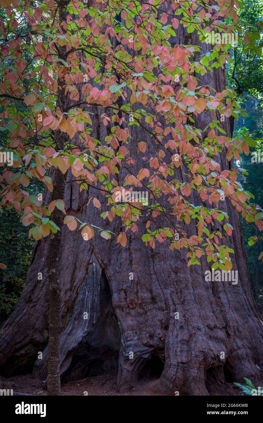 Colori autunnali al South Grove Trail del Calaveras Big Trees state Park, California, USA, con foglie di dogwood contro una sequoia gigante Foto Stock