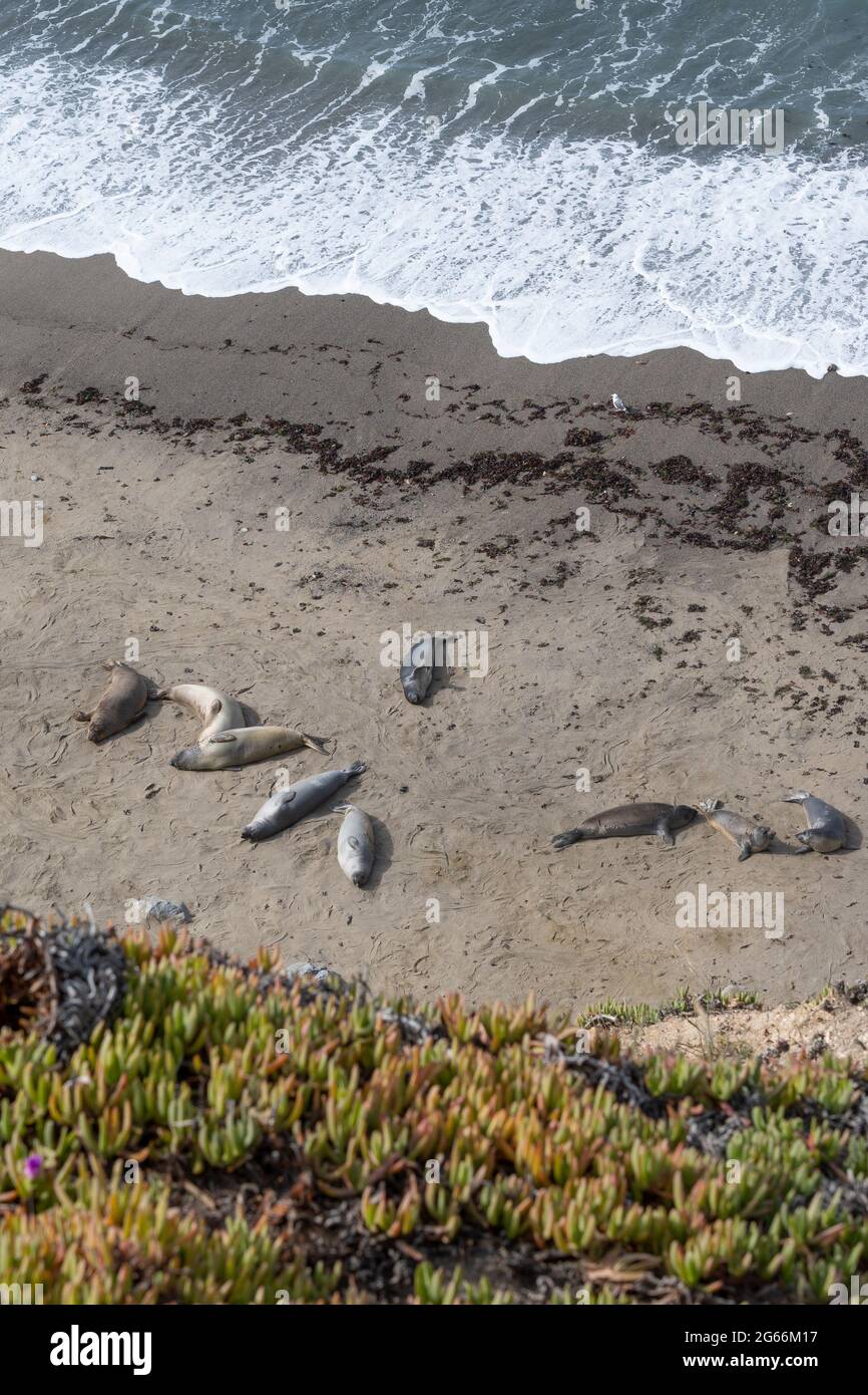 Elefanti foche sulla riva del Point Reyes National Seashore, crogiolarsi al sole, visto dall'alto, evidenziando l'oceano, la sabbia e la pianta di ghiaccio - Foto Stock