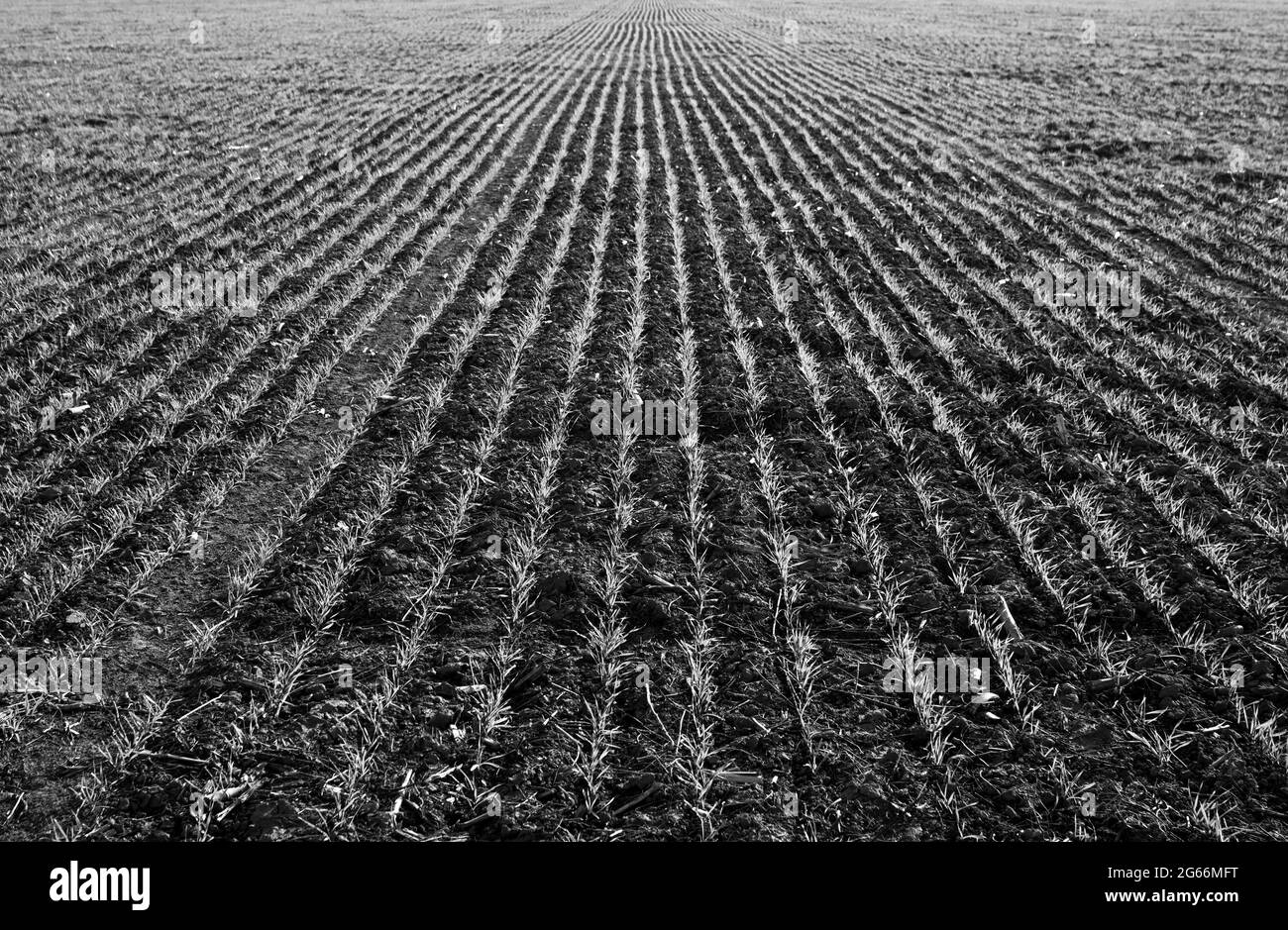 Campo seminato nella provincia di Buenos Aires, Argentina Foto Stock