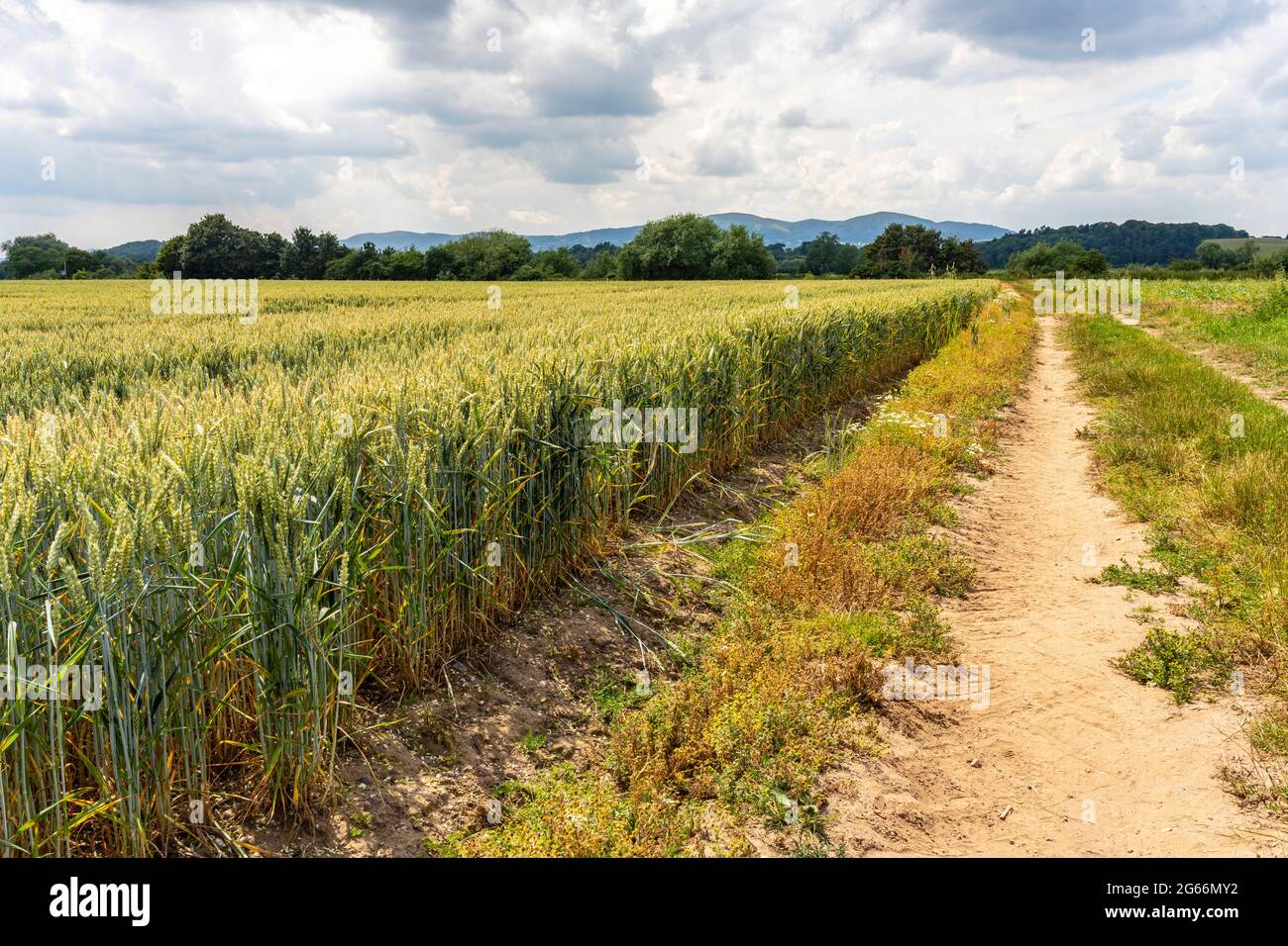 Campo di grano nella campagna inglese nel Worcestershire con una vista sulle colline Malvern in lontananza Foto Stock