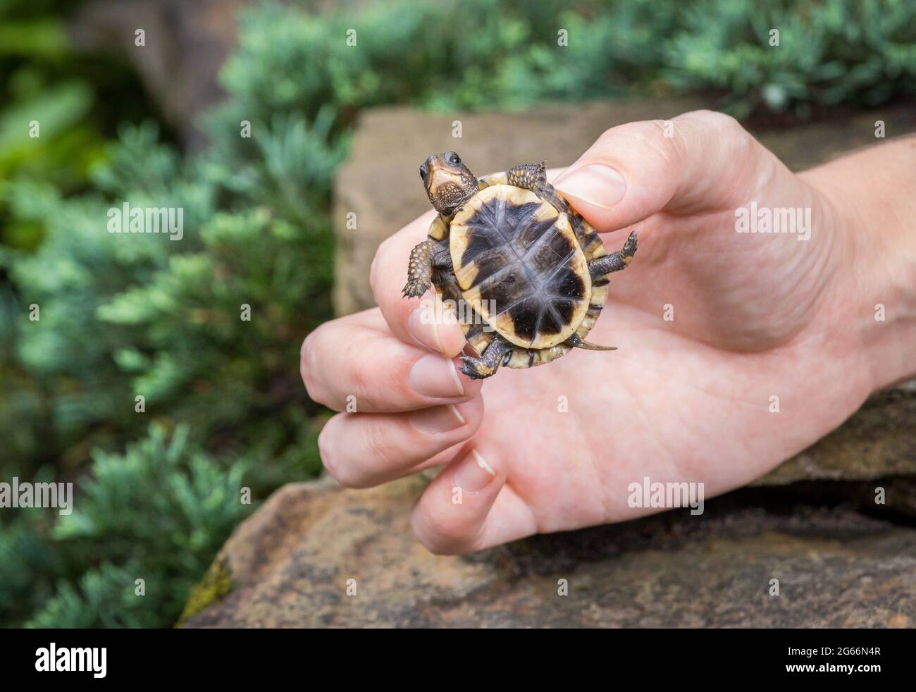 Piccola tartaruga boscaiola (Terrapene carolina) tenuta in una mano di persone sopra alcune rocce Foto Stock