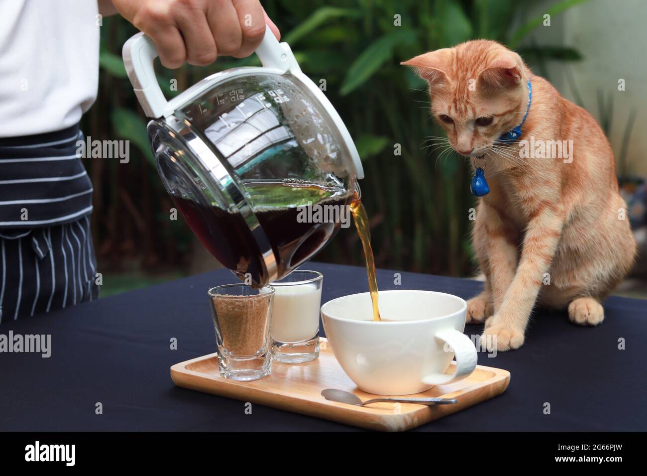Gatto arancione seduto e fissando a tazza di caffè sul tavolo, mentre il cameriere sta versando il caffè in una tazza. Ambiente giardino. Foto Stock