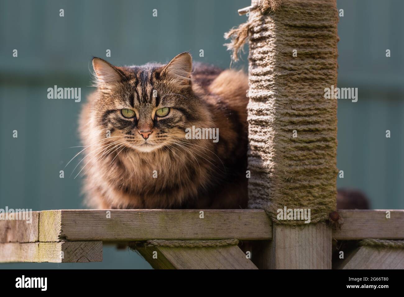 Gatto tabby su giardino graffiando piattaforma post ii Blickling, maggio 2021 Foto Stock