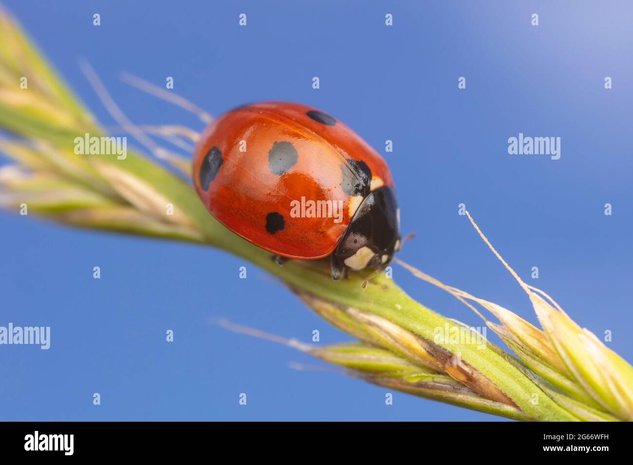 Sette-spotted Lady Beetle (Coccinella septempunctata) Foto Stock