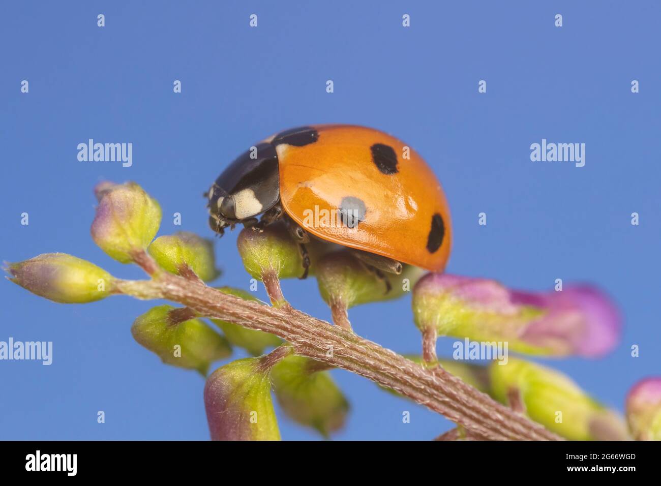 Sette-spotted Lady Beetle (Coccinella septempunctata) Foto Stock