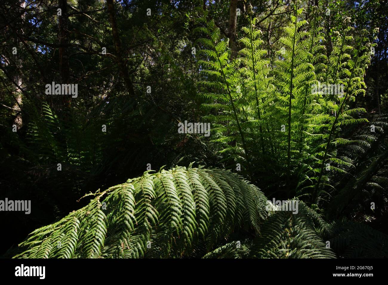 Foglie giganti di felce sulla Tasmania Foto Stock