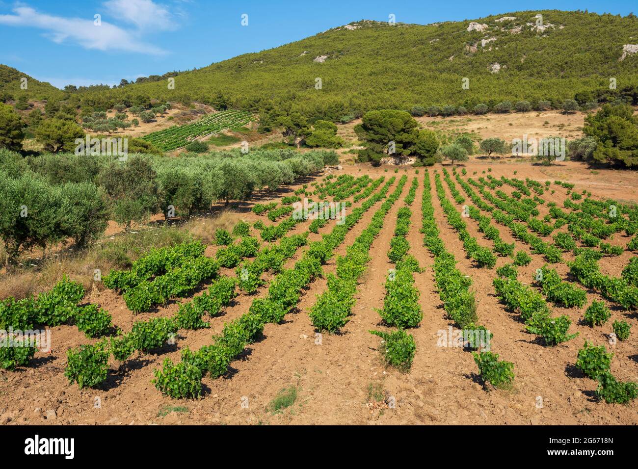 Vigneti verdi in estate in Grecia Foto Stock