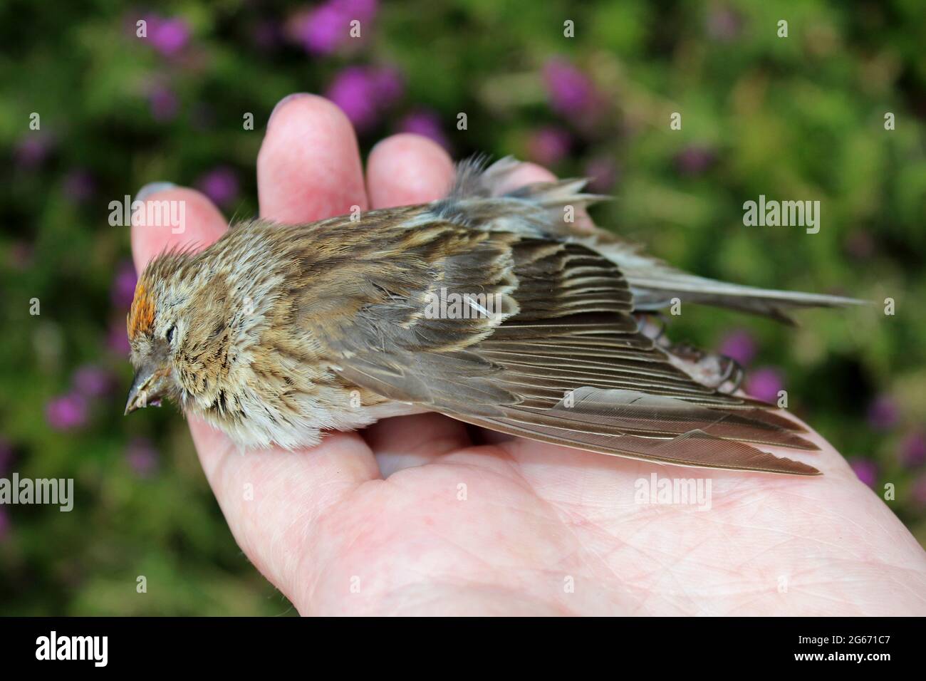 Dead Lesser Redpoll Acanthis cabaret ex Carduelis cabaret Foto Stock