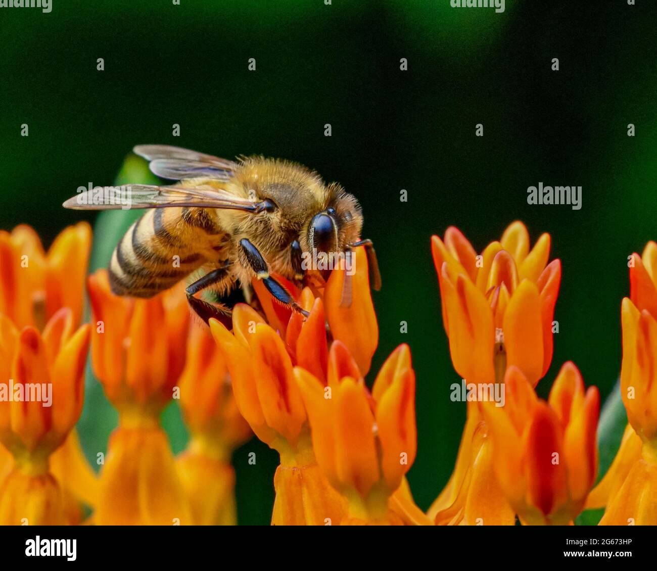Ape di miele (Apis mellifera) che raccoglie nettare da un fiore di erba di farfalla (Asclepias tuberosa.) Primo piano. Spazio di copia. Foto Stock