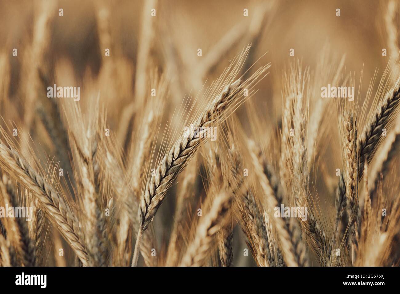 Orecchie di grano di maturazione nel campo Foto Stock