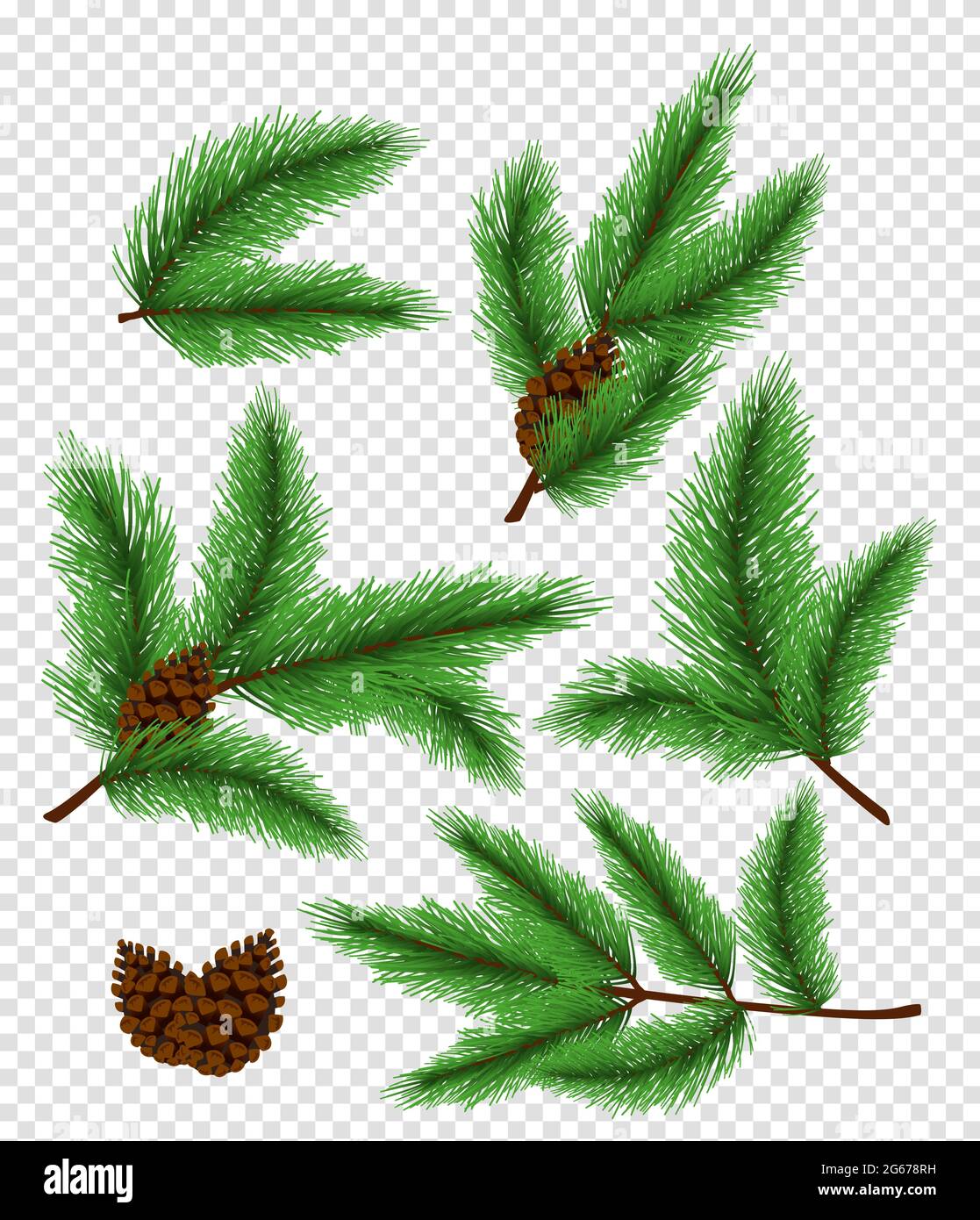 Illustrazione vettoriale Set di colore verde chiaro pino e abete rosso, rami di abete su sfondo trasparente. Illustrazione Vettoriale