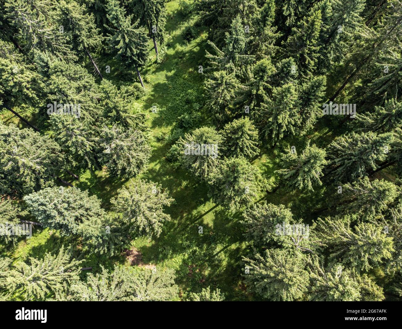 Conifere verdi dall'alto Foto Stock