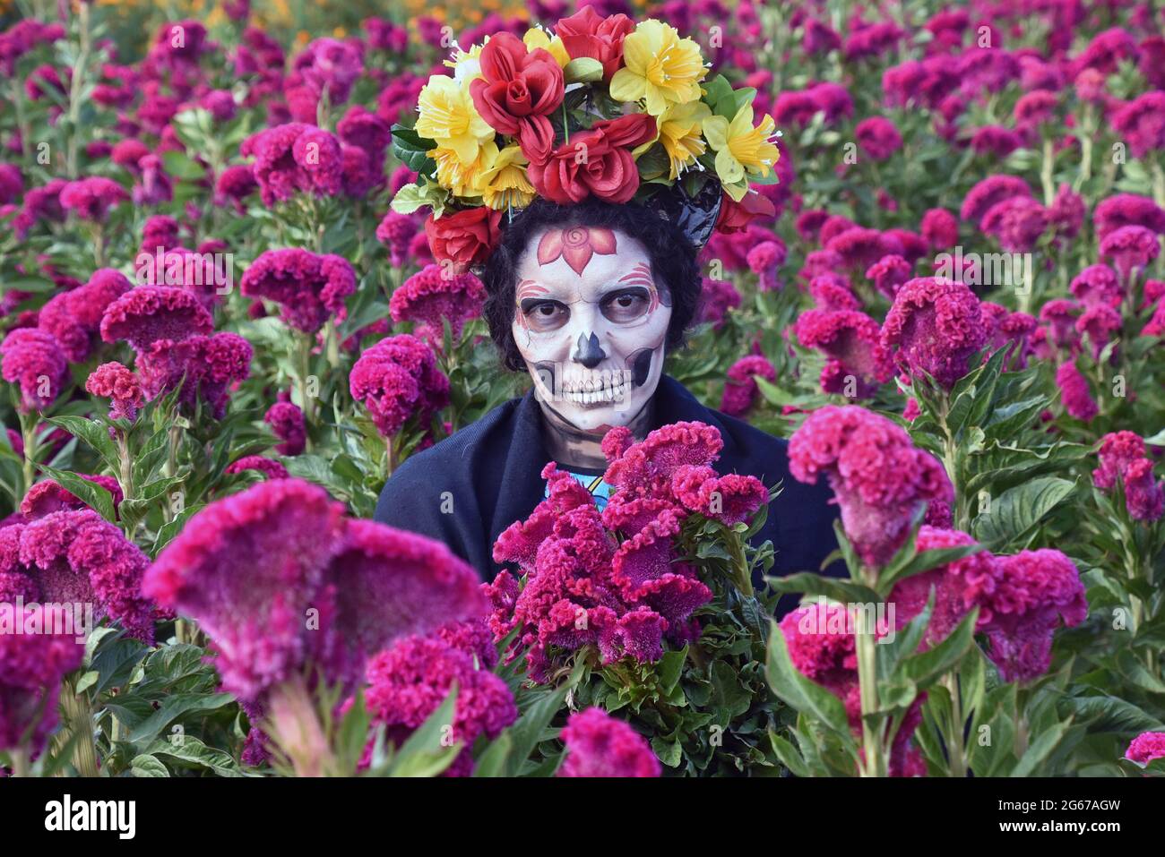 Una donna vestita come Catrina, una famosa figura del giorno dei morti, si pone in un campo di cocksfcomb, che sono tipici giorno dei fiori morti. Foto Stock