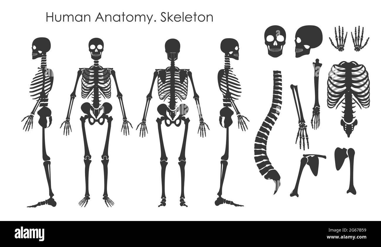 Illustrazione vettoriale Set di scheletri di ossa umane in stile silhouette isolato su sfondo bianco. Concetto di anatomia umana, scheletro in diverso Illustrazione Vettoriale