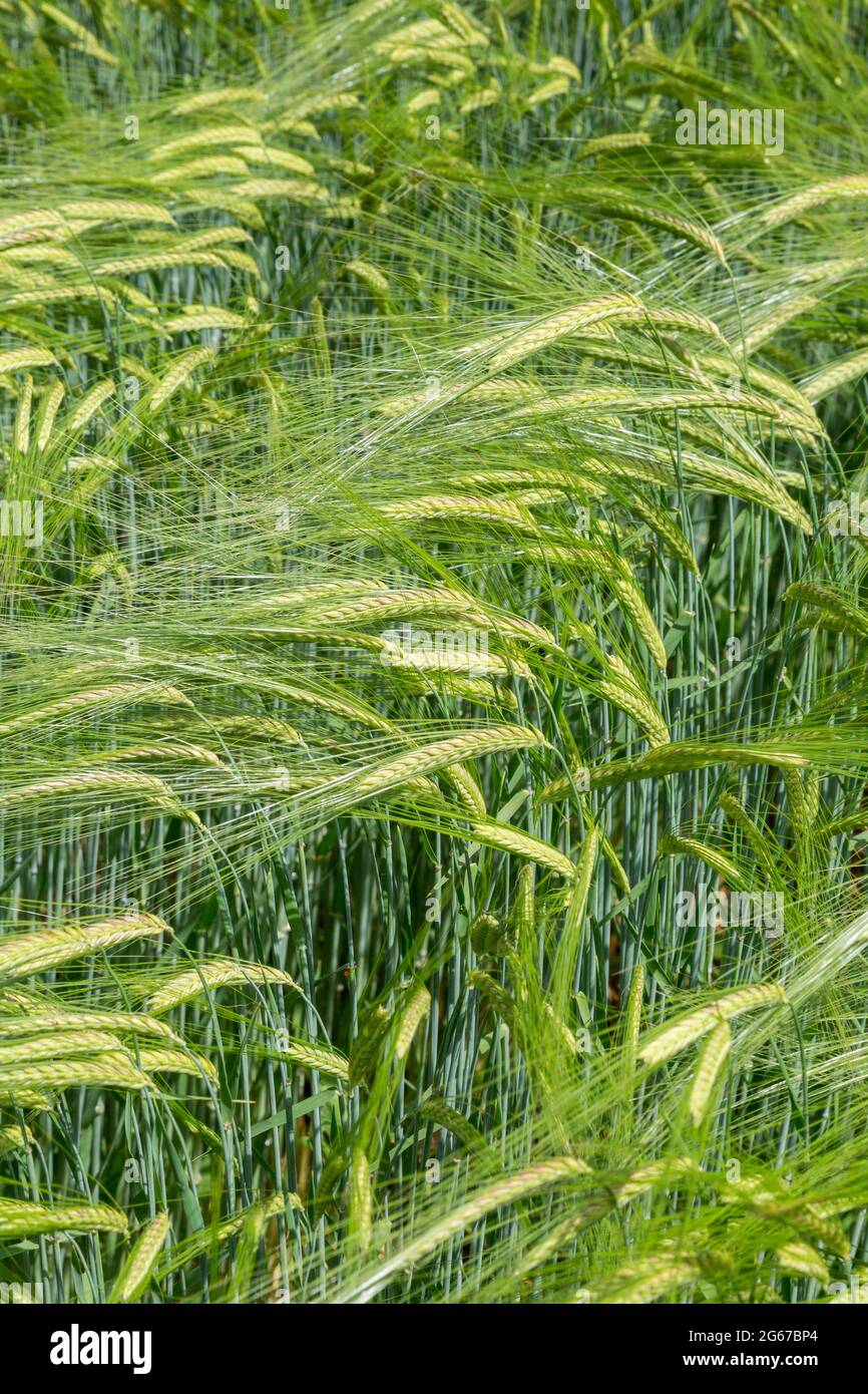 Wayne, Pennsylvania, Stati Uniti. Barley malato che soffia nel vento. (hordeum vulgare). Foto Stock