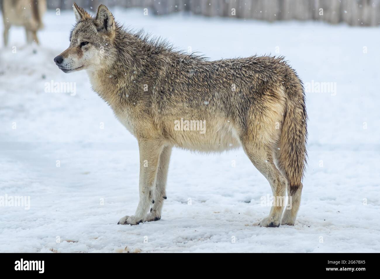 Primo piano di un lupo grigio Canis lupus in piedi da solo nella neve d'inverno Foto Stock