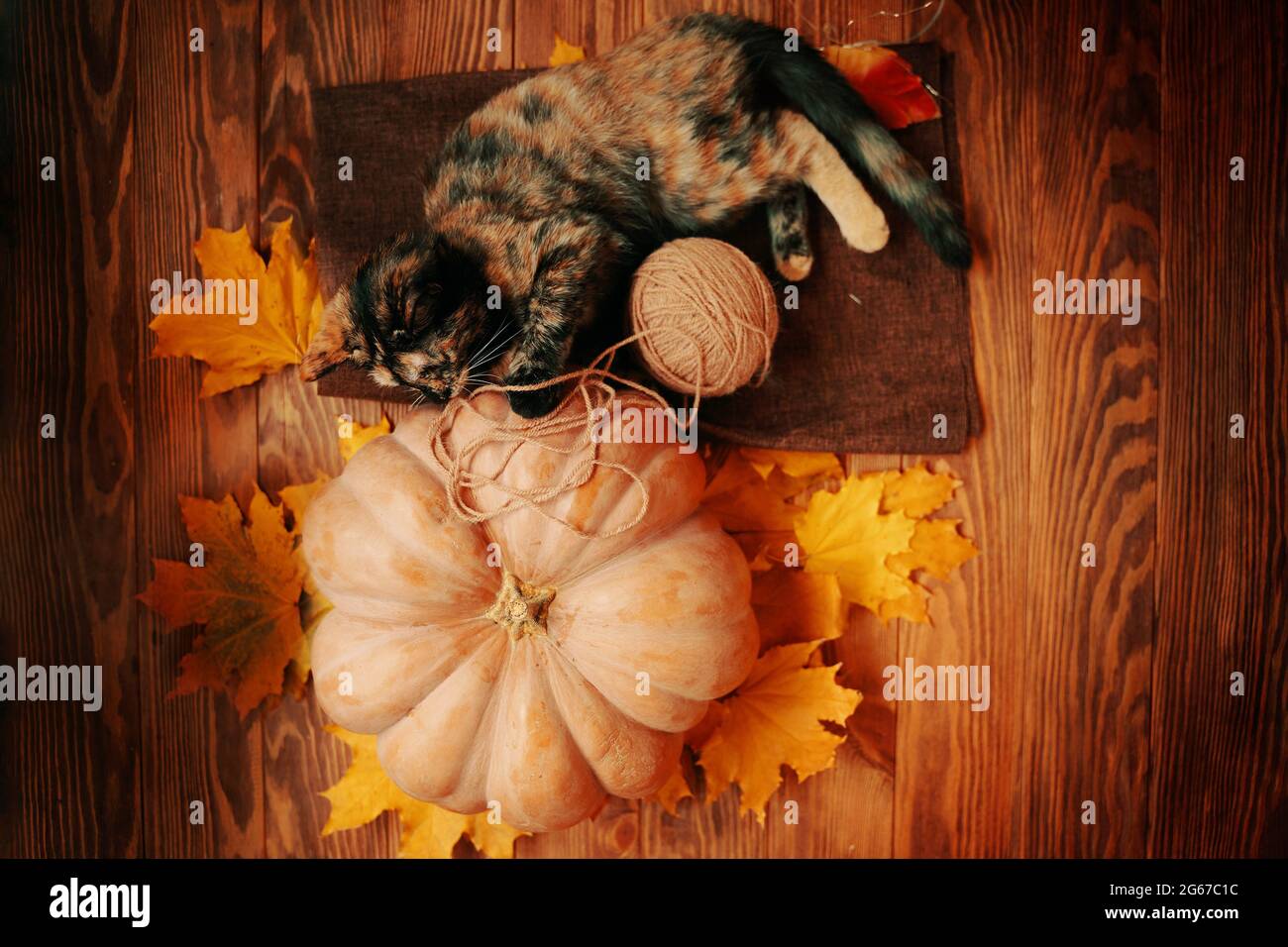Gattino piccolo sta giocando con una palla di filo su un tappeto marrone. Grande zucca matura, gatto carino e foglie d'autunno gialle su sfondo di legno. Foto Stock